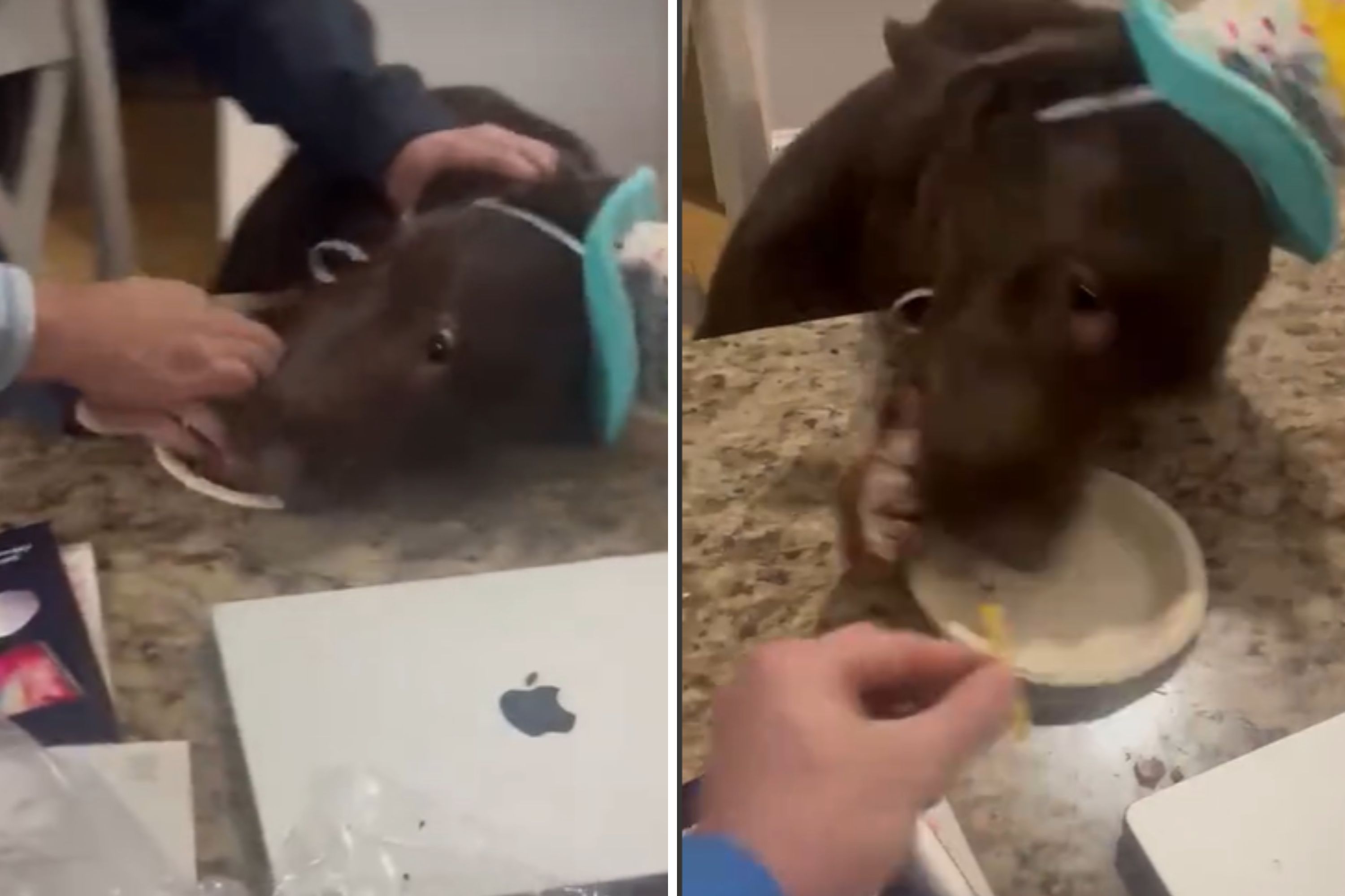 Family Celebrates Dogs Birthday, But It Backfires—First and Last Time