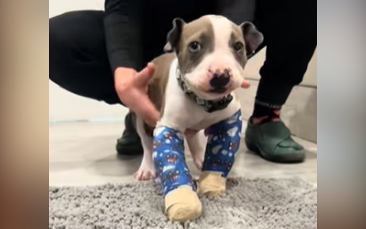 Lily the disabled puppy is walking.