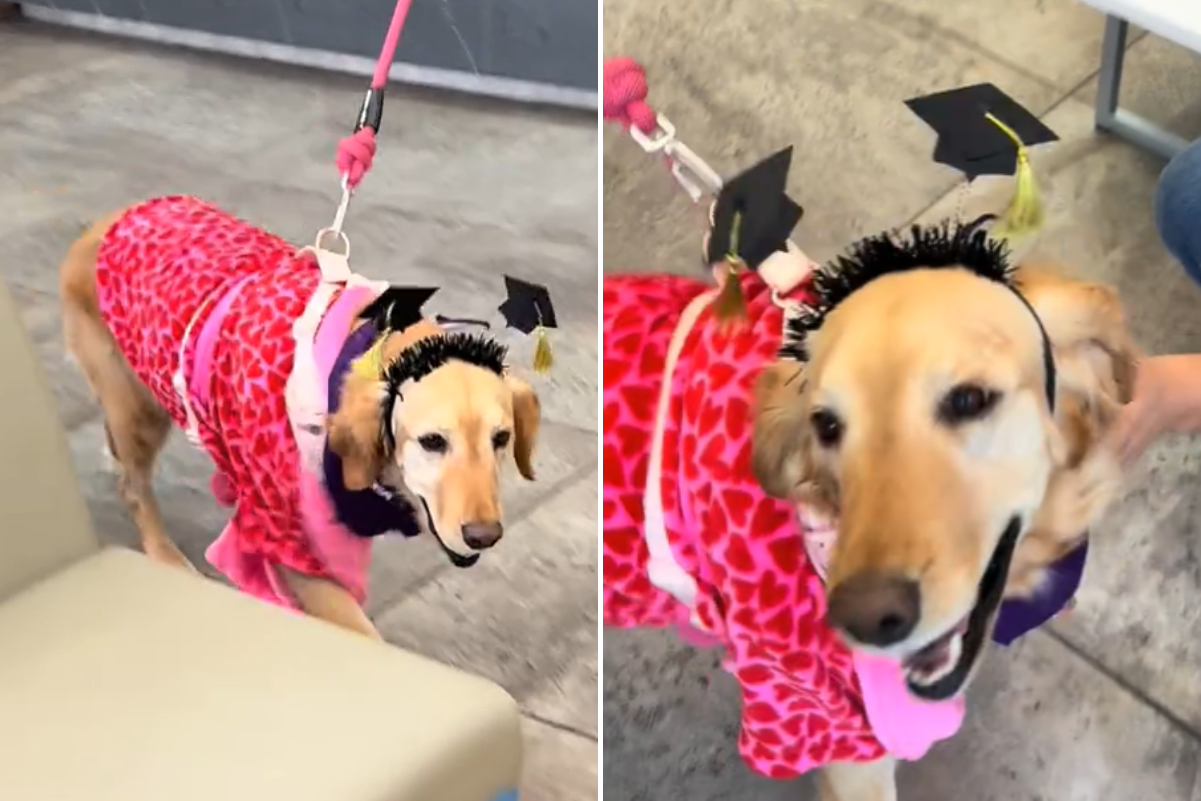 Adorable Moment Golden Retriever Celebrates Finishing Chemotherapy