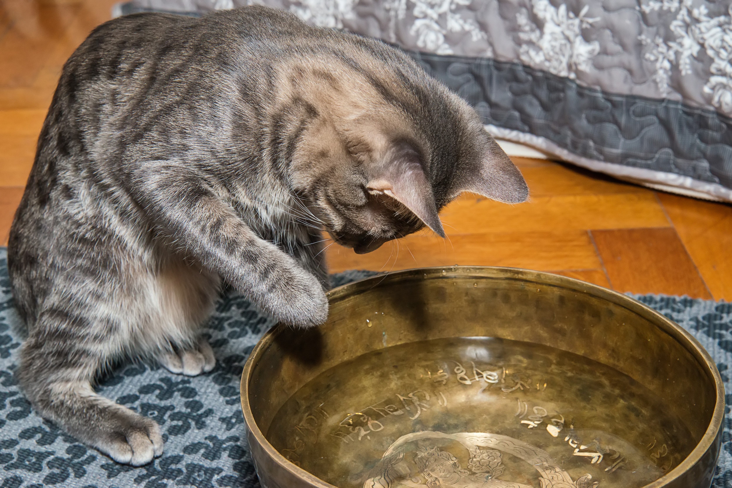 Shock As Cat Helps Dunk Owners Head in Ice Cold Water