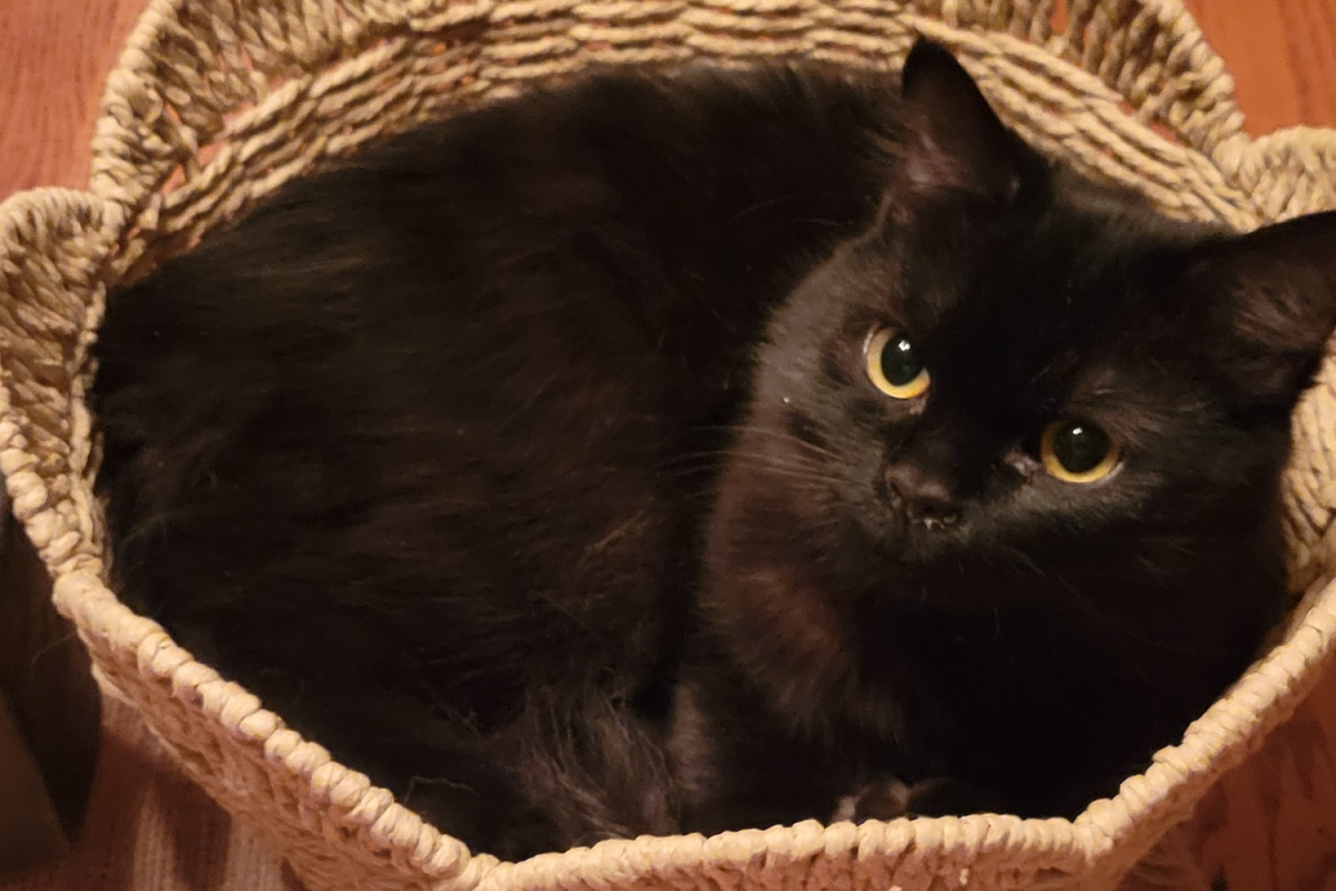 Koji the cat