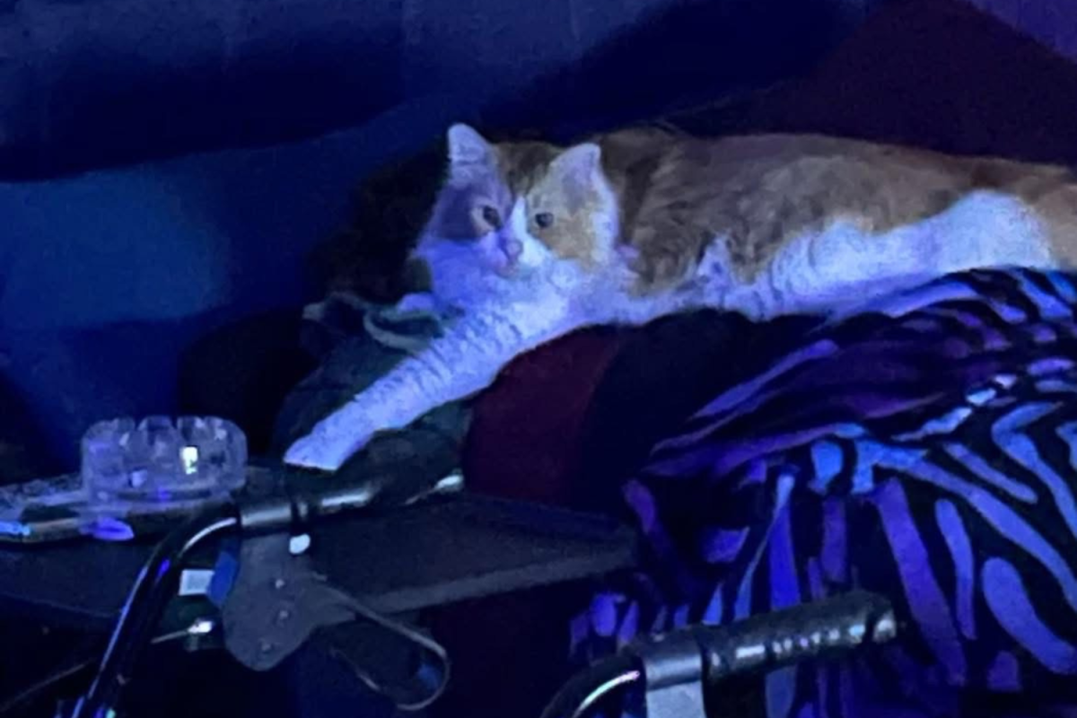 Gus the cat