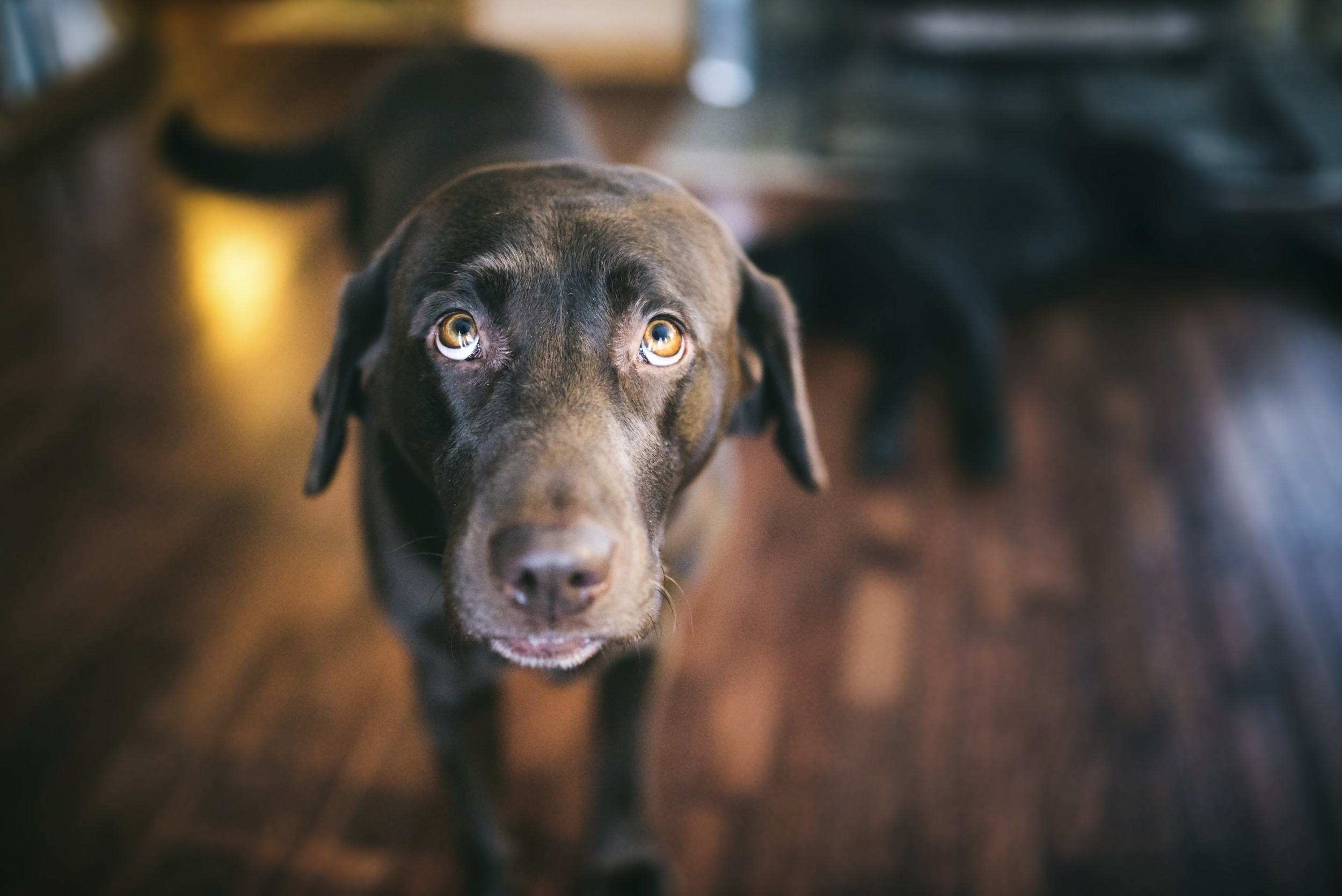 Labrador Preparing to Fight His Own Reflection Leaves Internet in Hysterics