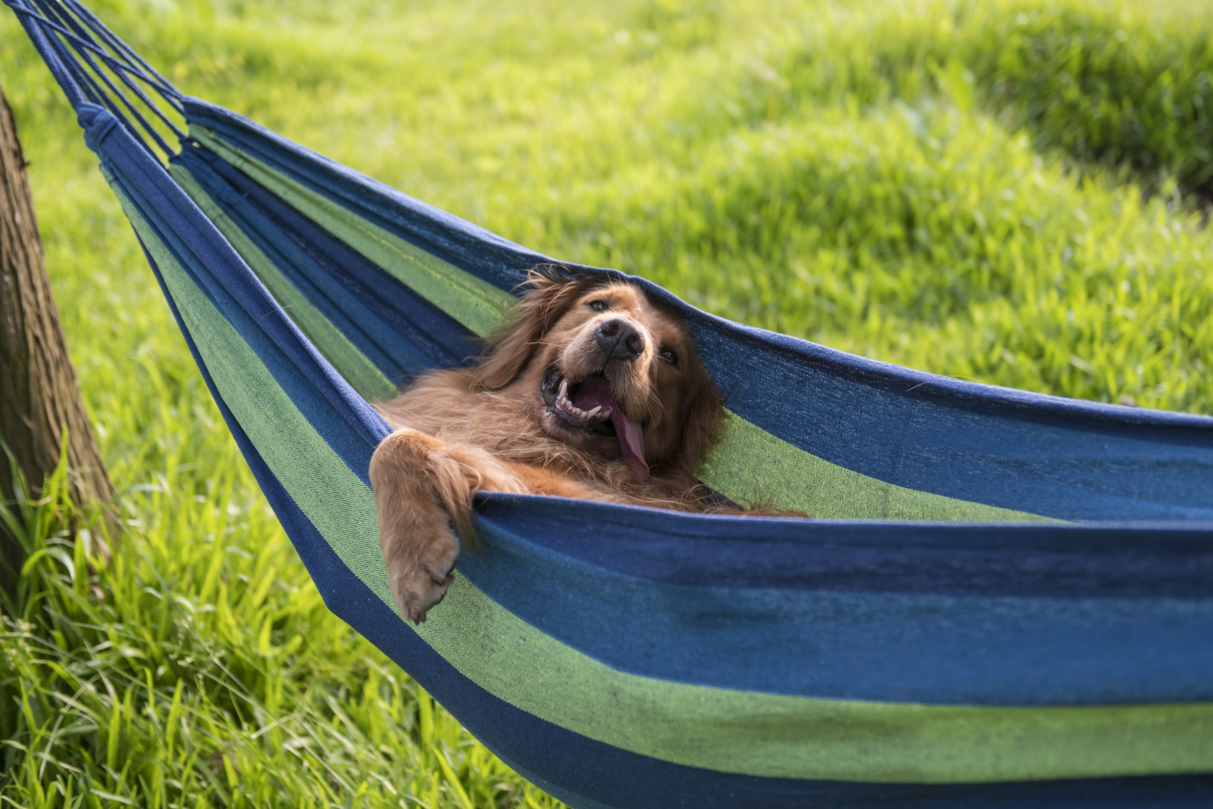 Man Tries to Enjoy Relaxing Afternoon, Dog Ensures That Doesnt Go to Plan