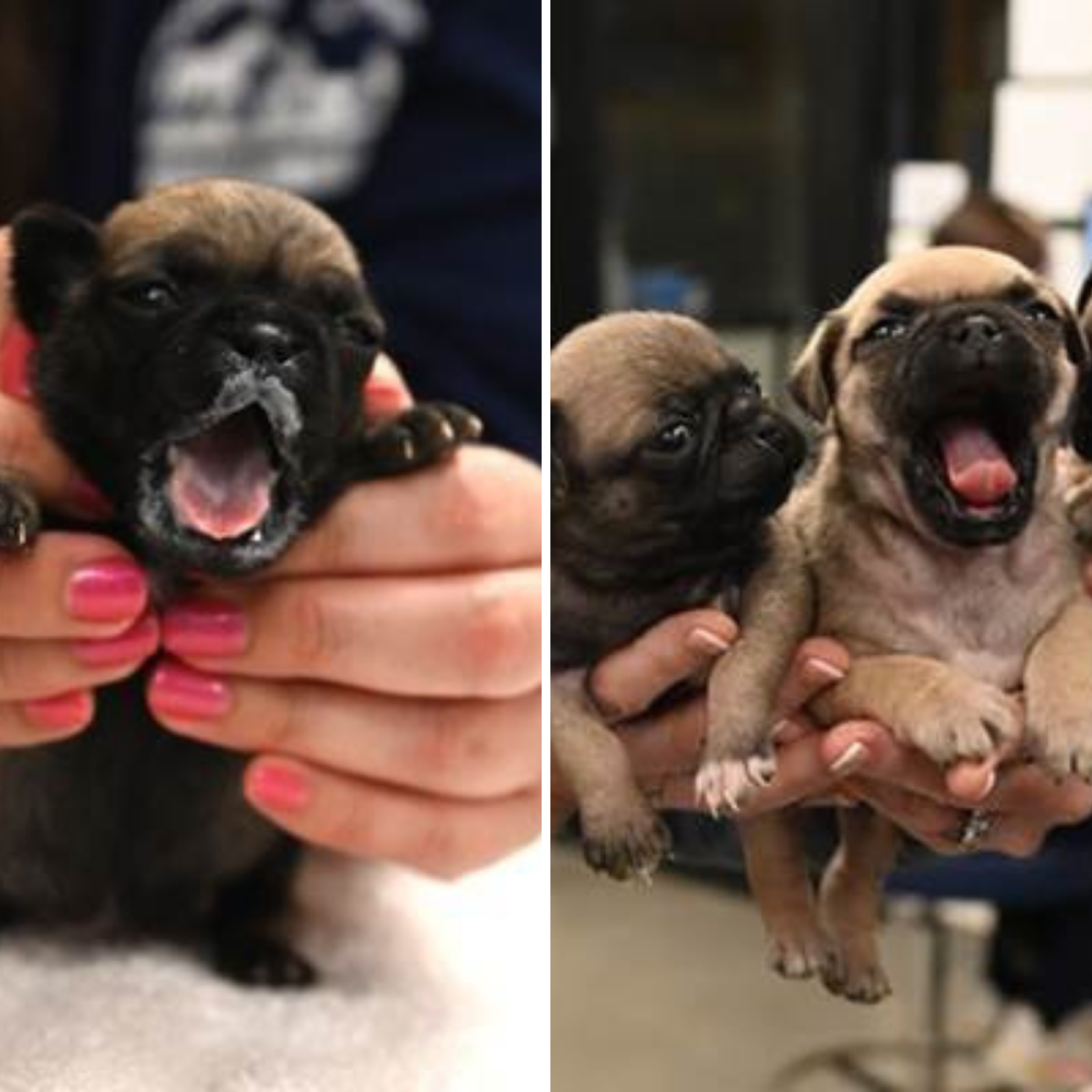 Pug Size Pug Puppies