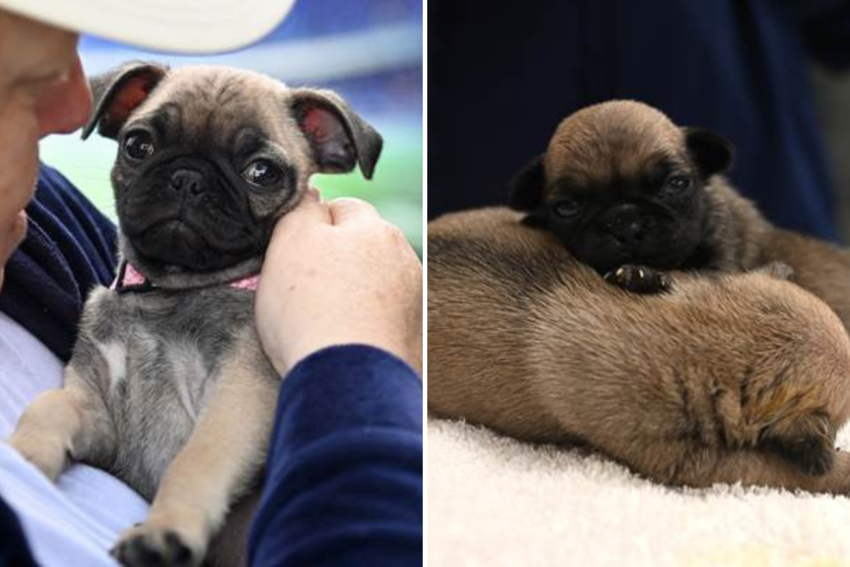 Puppies pug