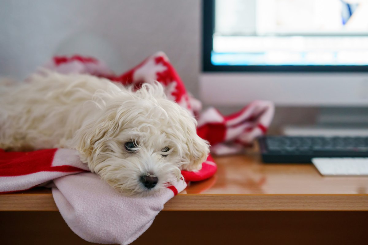 Maltese Puppy Lays On Desk