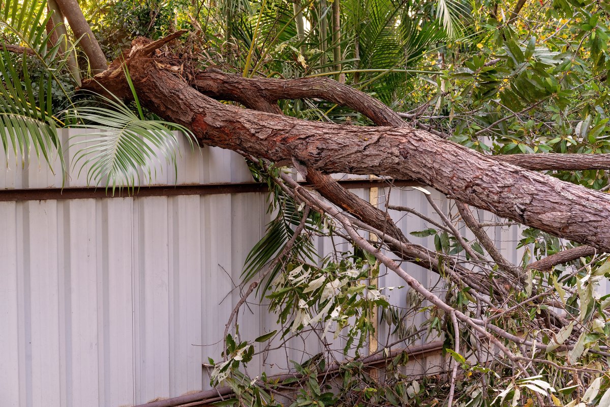 Tree fallen over a fence.