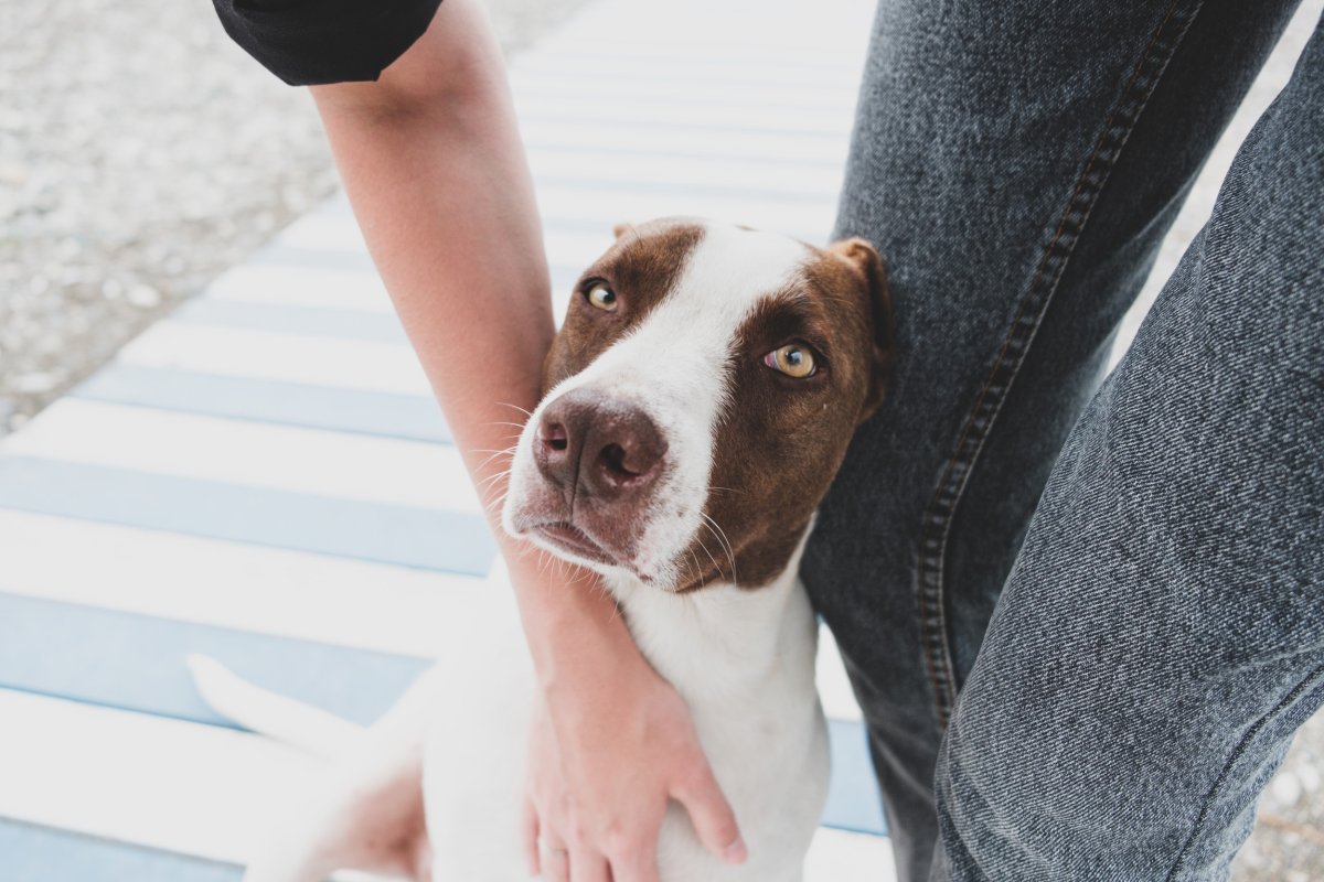 Dog leaning on human's leg