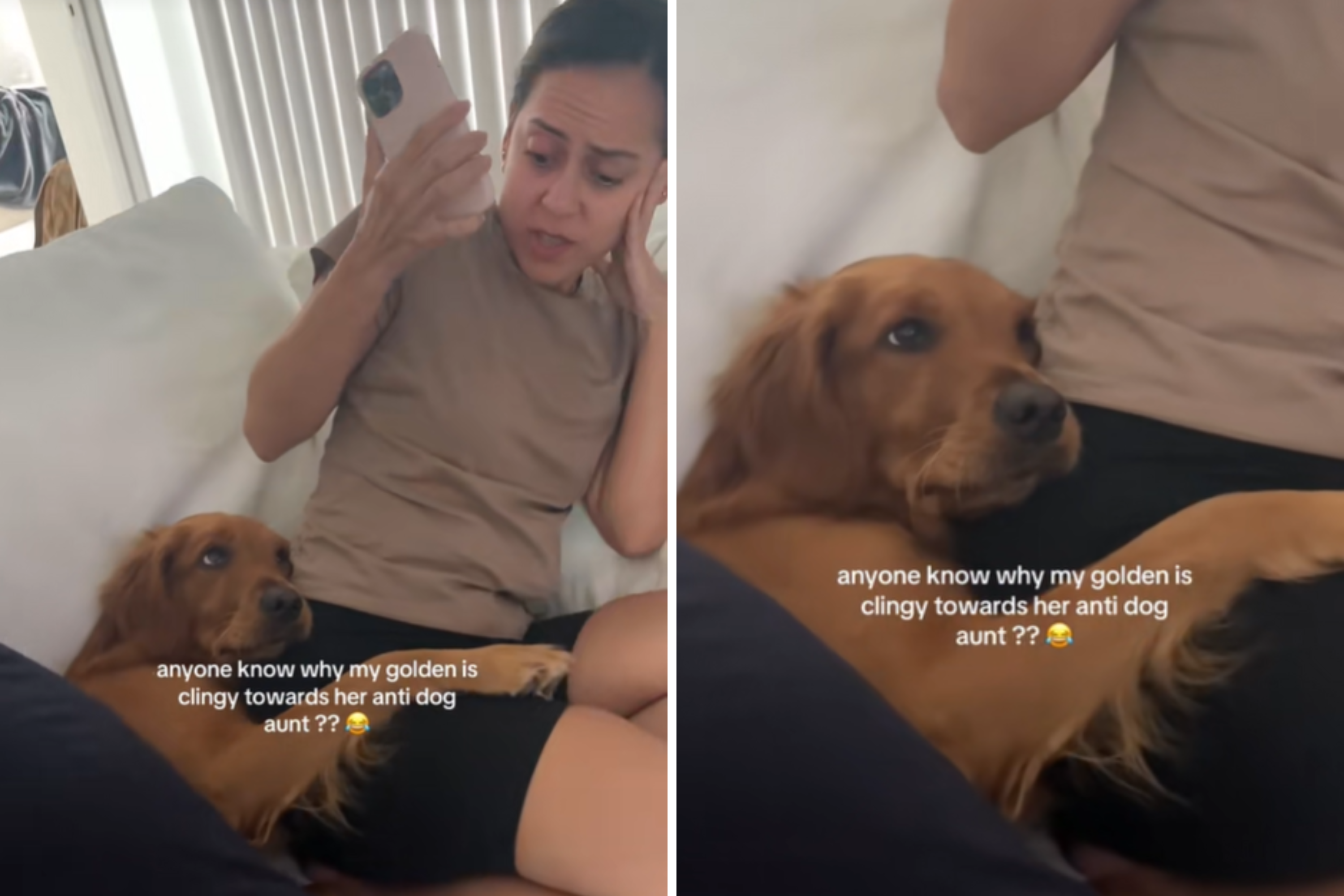Golden retriever struggling to win over anti-dog aunt refuses to give up