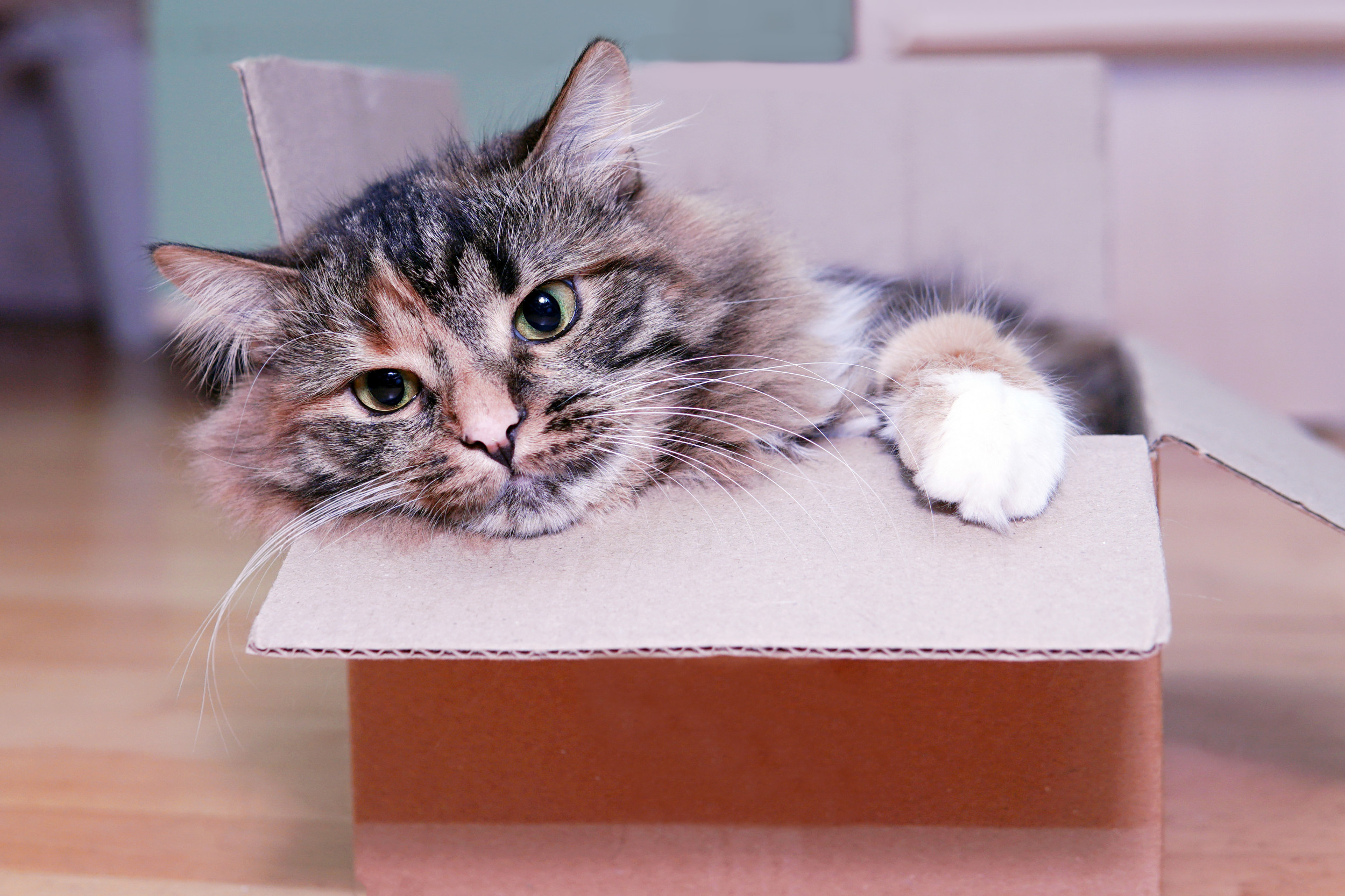 Owner Makes DIY Toy From Cardboard Box—Cats Reaction Melts Hearts