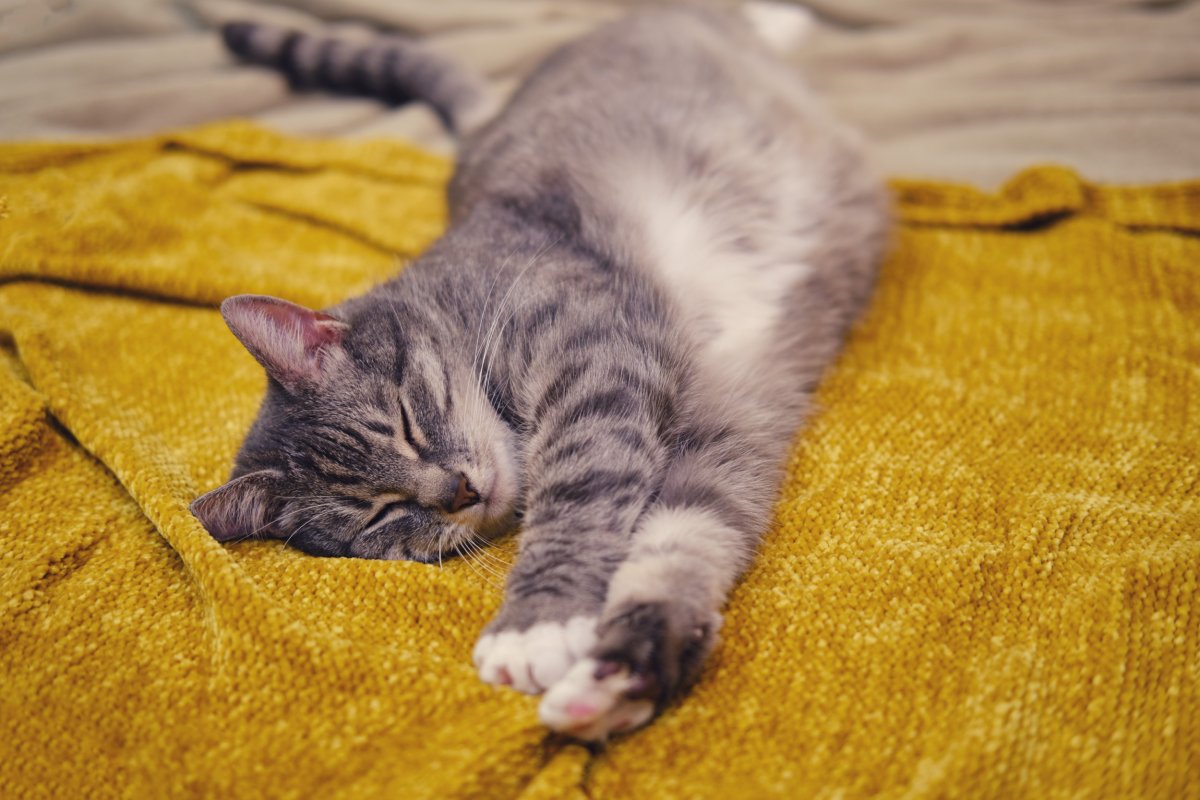 cat lying on bed