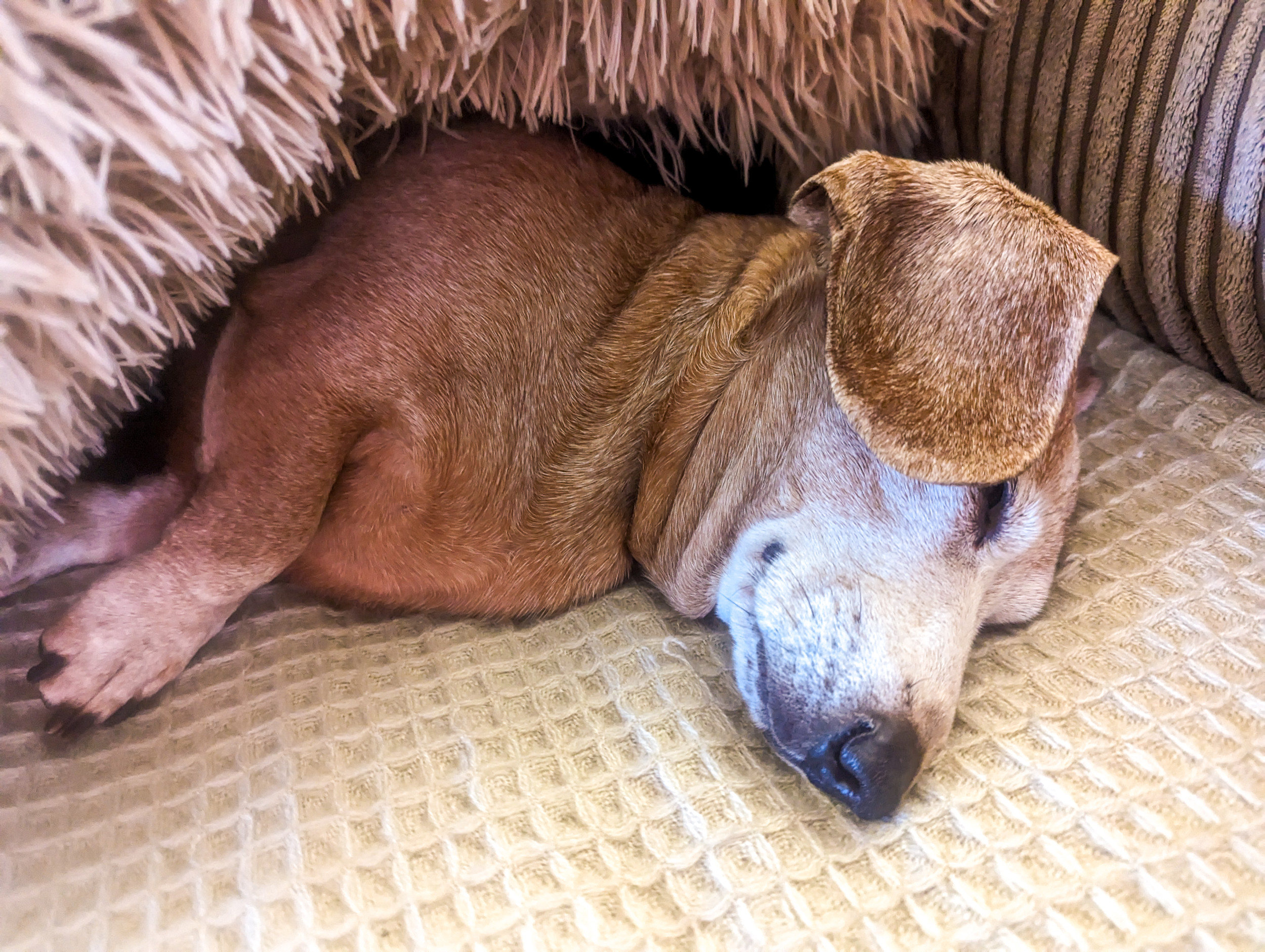 Hearts Melt at How Dog Enjoys His Senior Years: What a Privilege