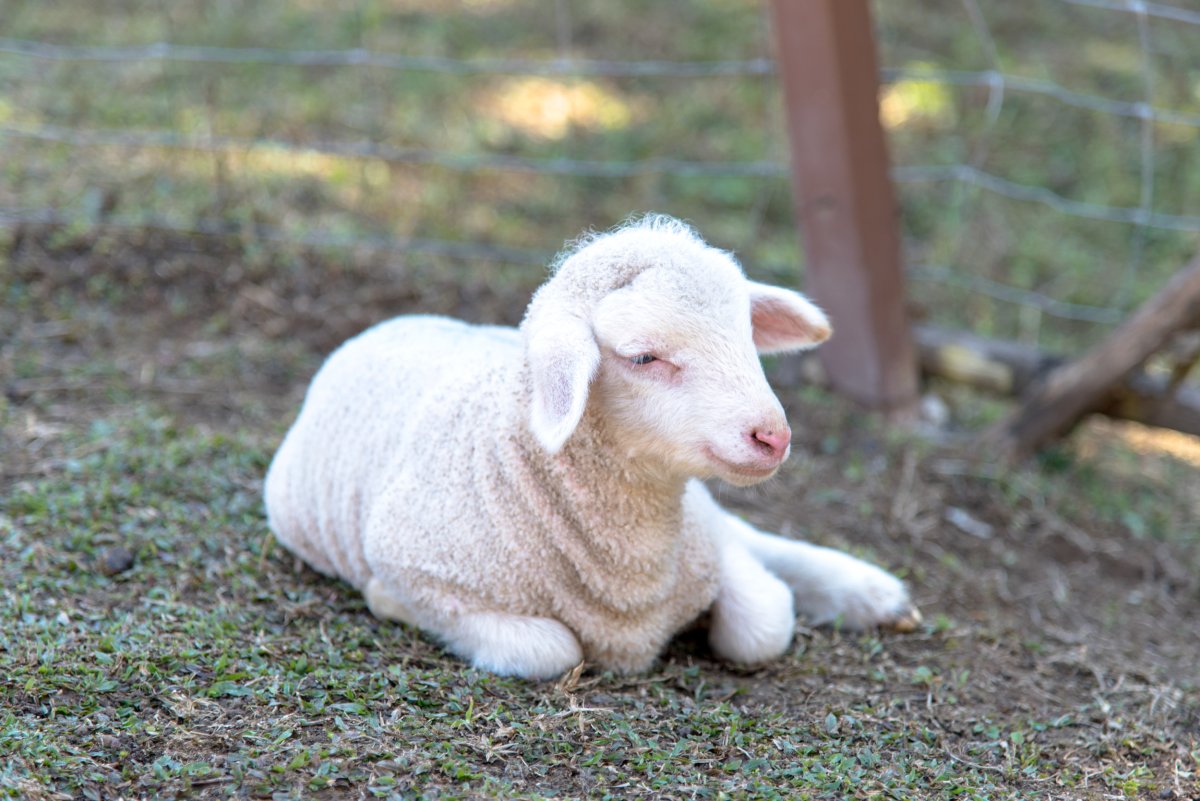 lamb on the grass