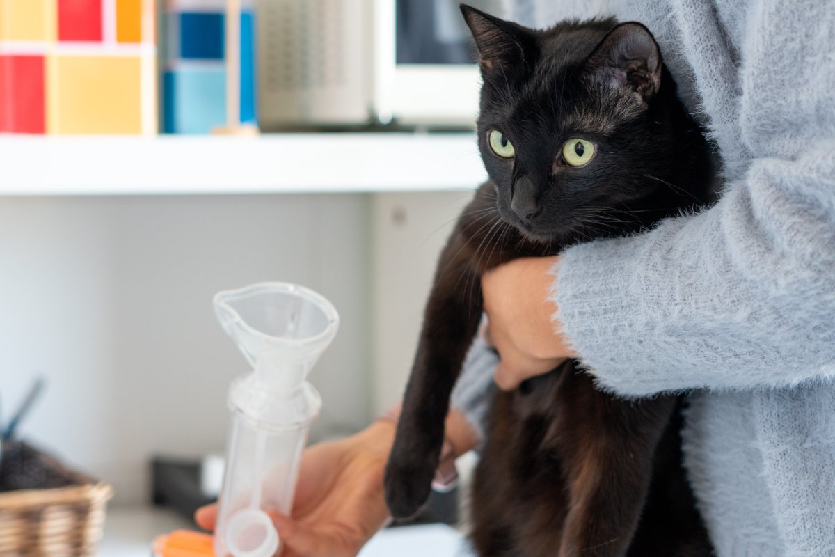 cat getting medication