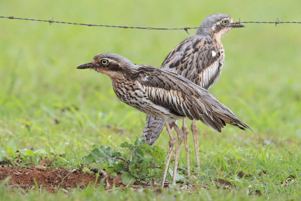 Curlews