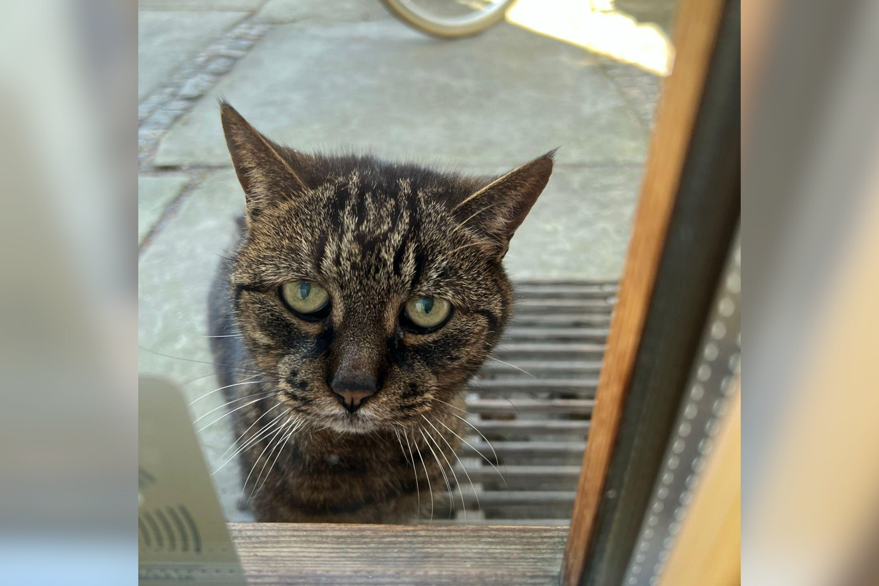 Hearts Break at Cat With Alzheimers Who Keeps Forgetting Where He Lives