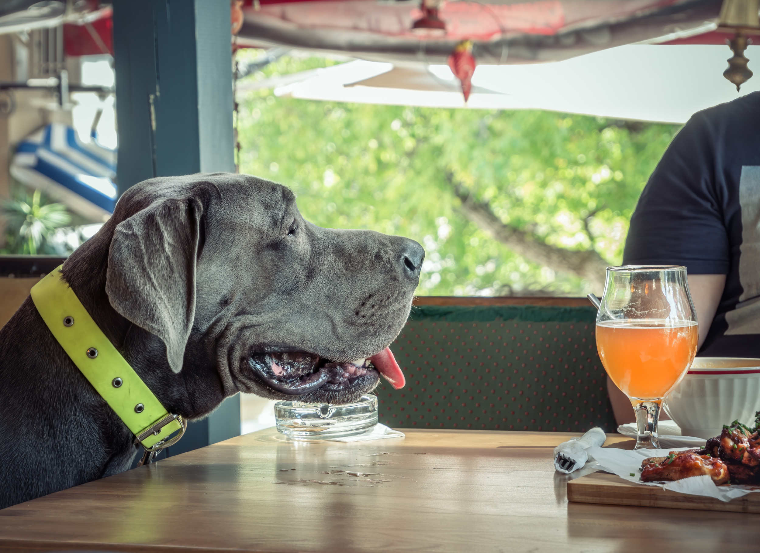 Internet Obsessed With Couple Who Eat Dinner With Their Dog: Real Family