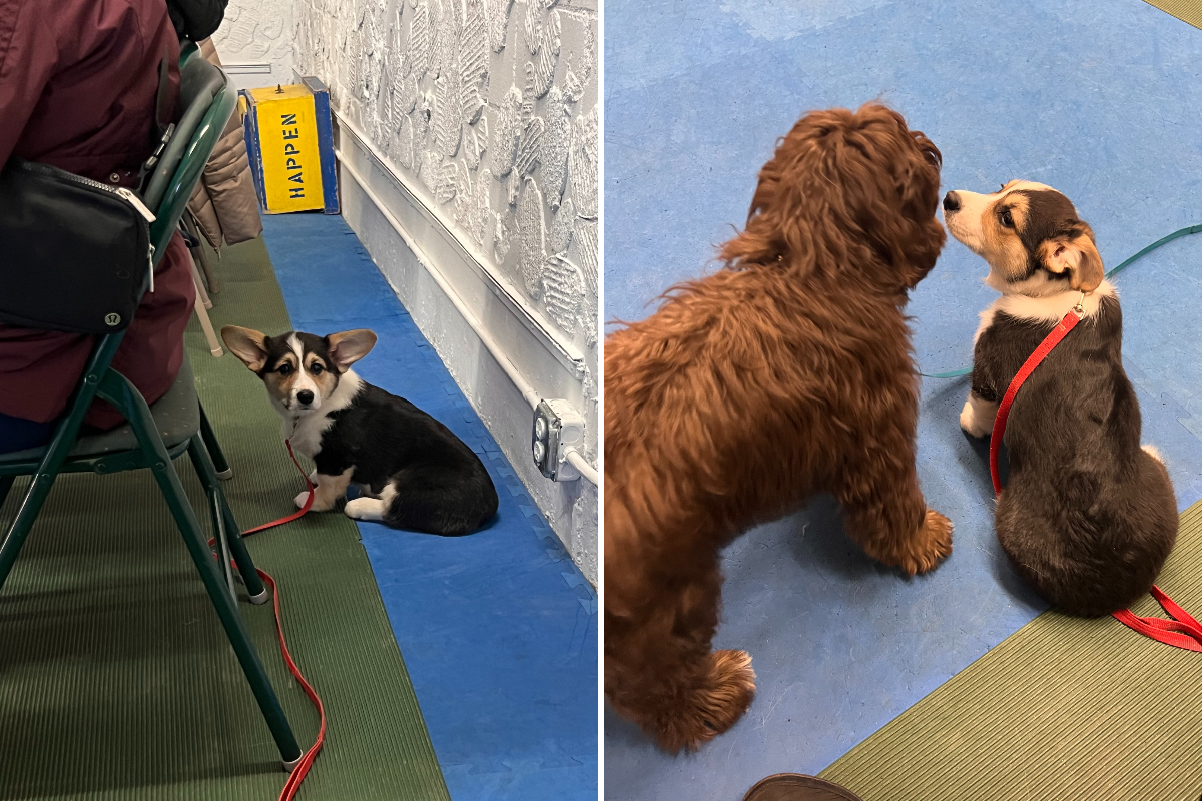 Socially Awkward Corgi Attends Puppy Event, Immediately Regrets It