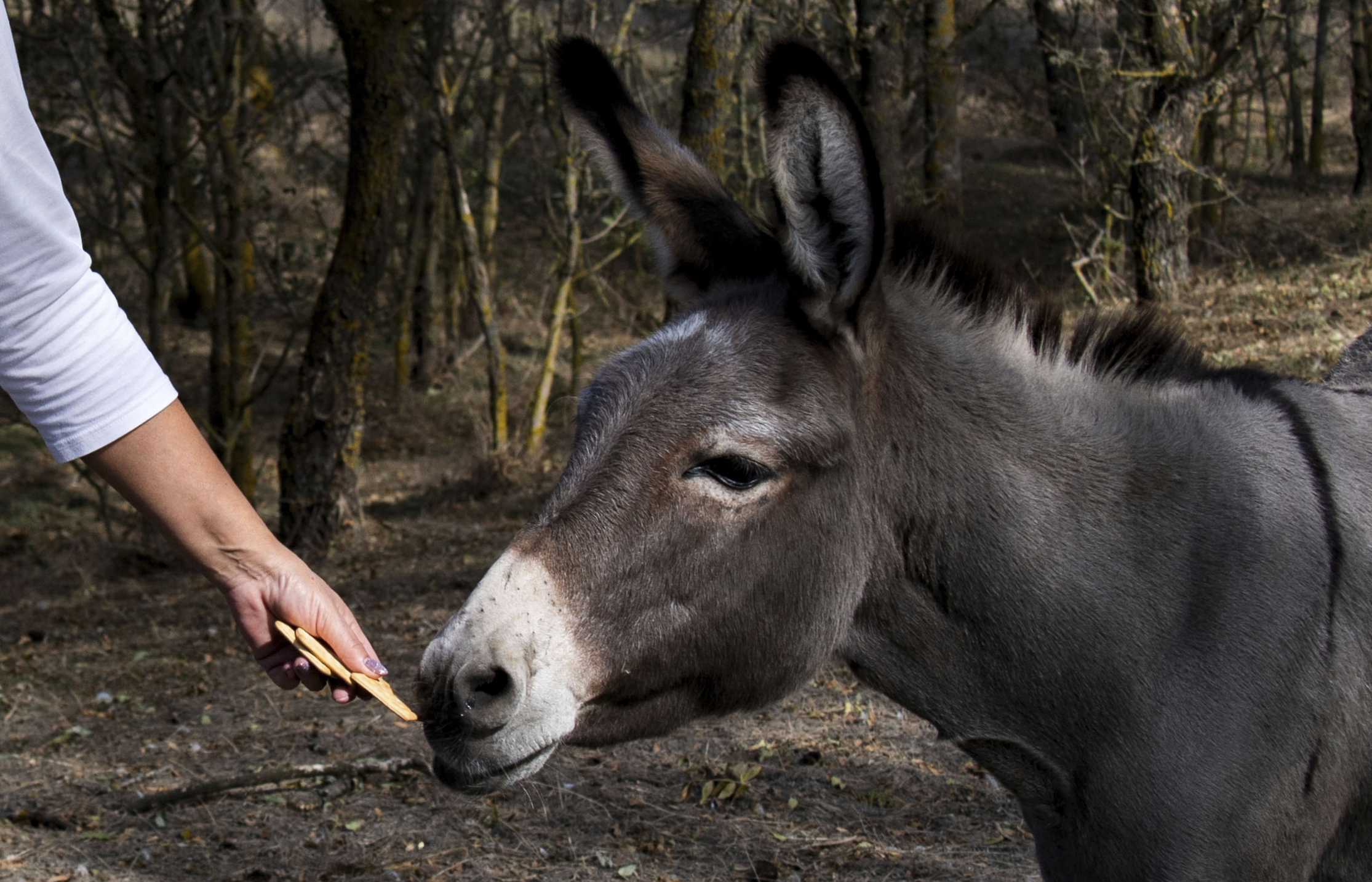 Russia Deploys Donkeys, Camels in Ukraine Amid Resupply Struggles