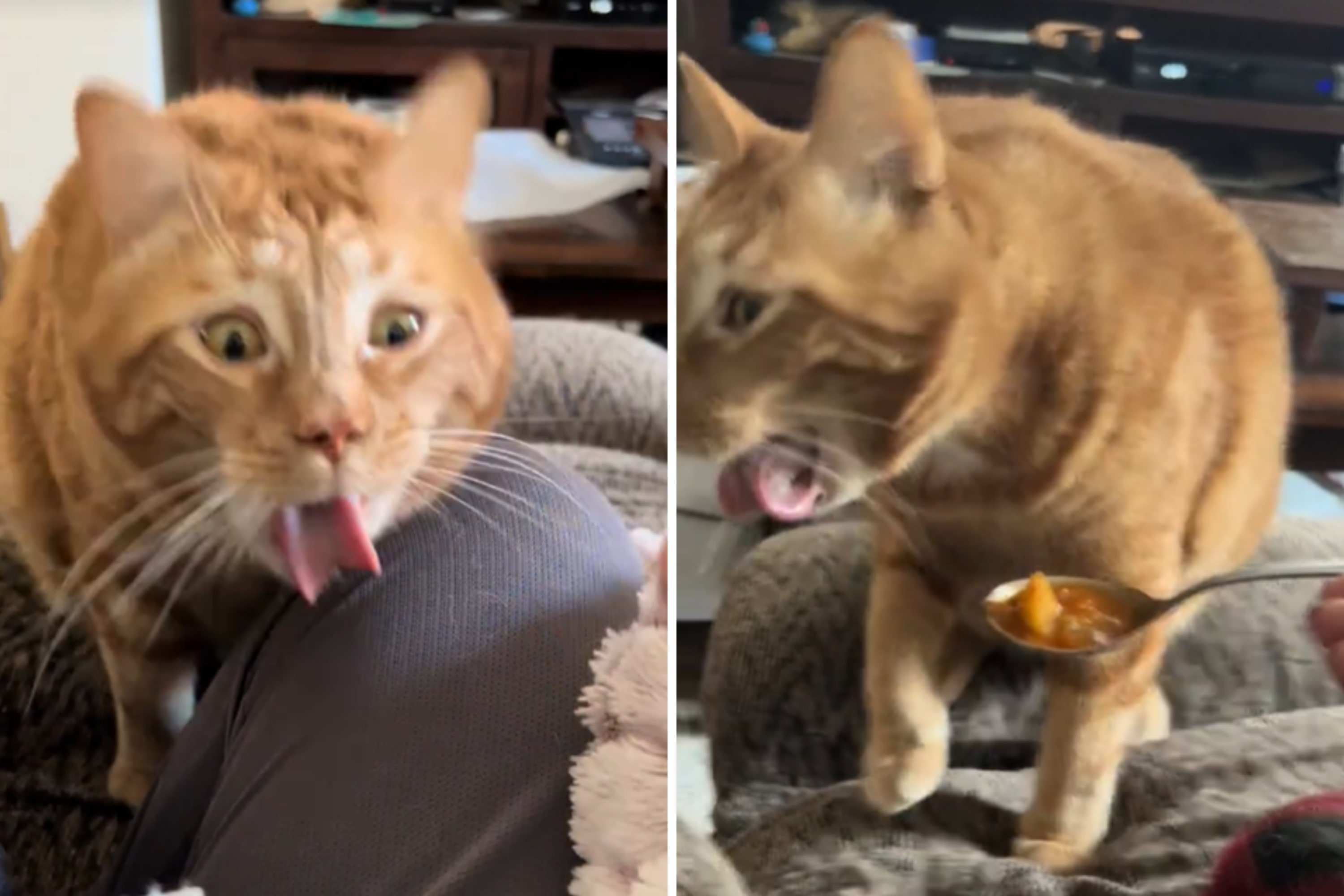 Picky eater cat goes viral for hilarious critique of owners food