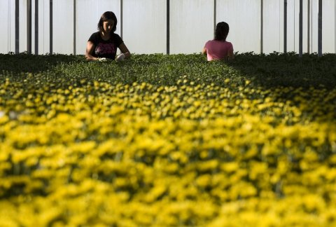 Chrysanthemum fields