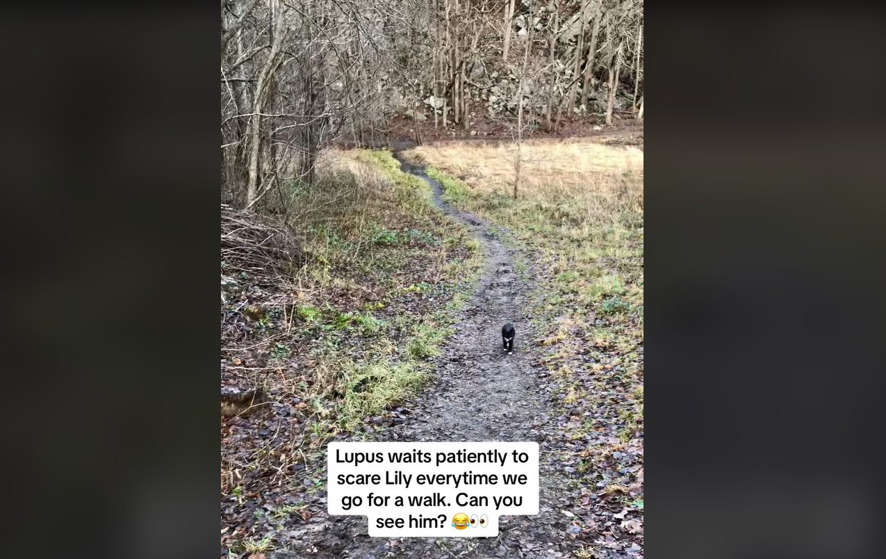 Internet In Hysterics As Sneaky Cat Pulls Off Perfect Prank On Sister