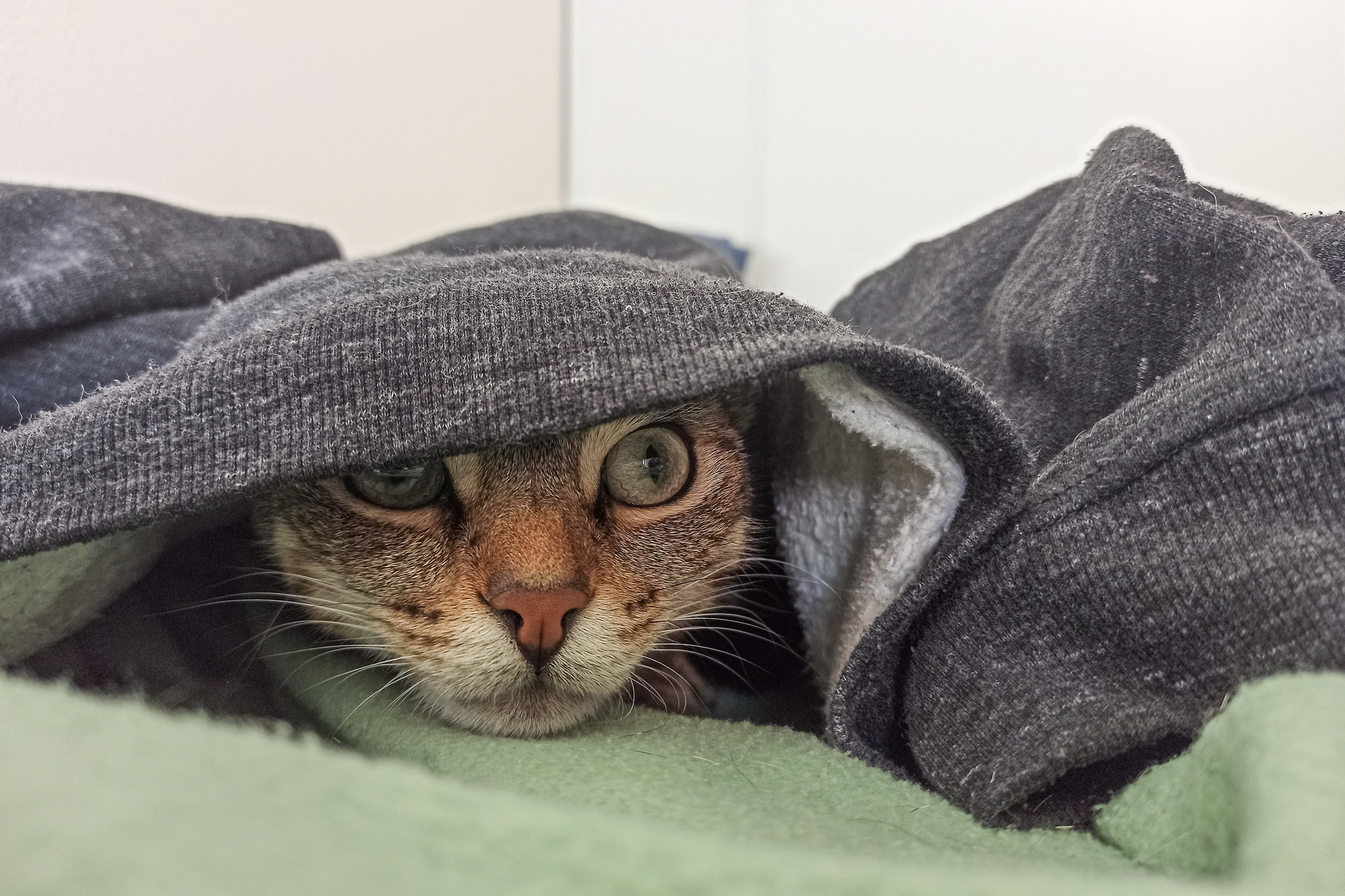Photo Showing Strangers Kind Gesture Towards Stray Cat Goes Viral