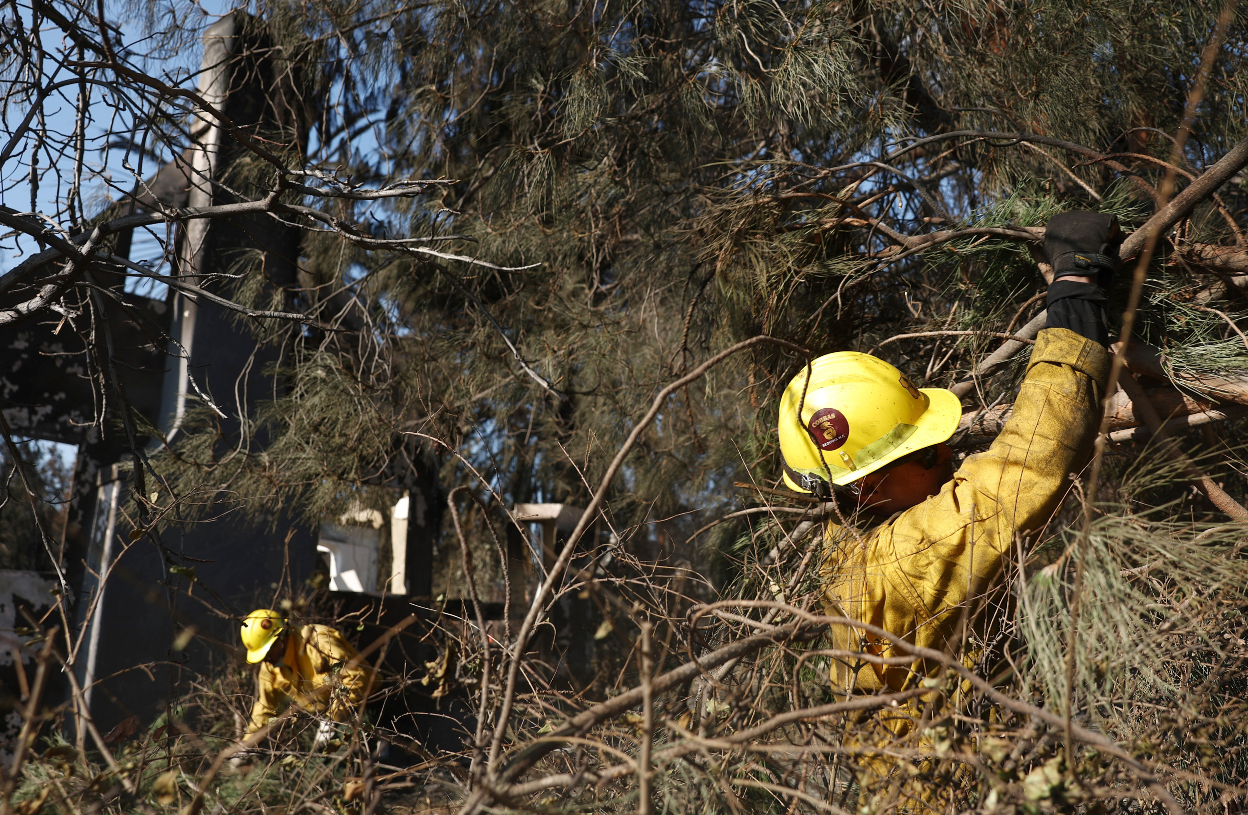 DOGE terminates tree-planting grant for low-income communities