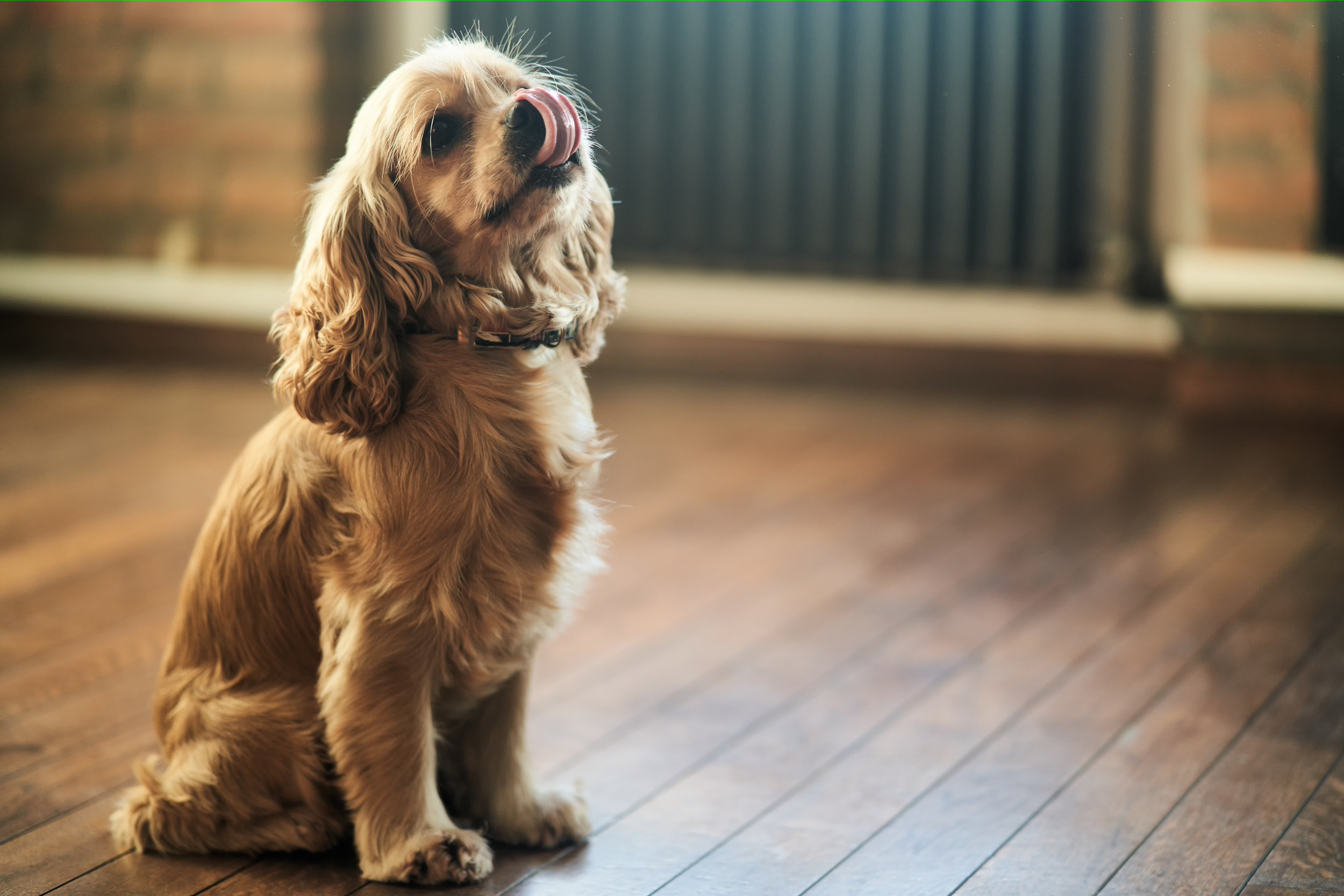 Reason Why Dog Owner Can't 'Ever Leave the House Again' Melts Hearts ...