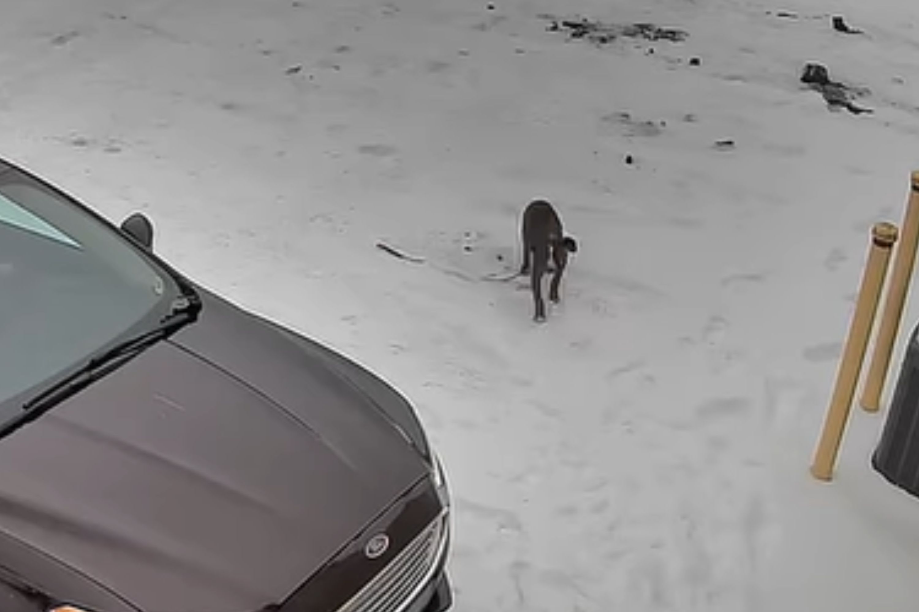CCTV Shows Moment 16-Week-Old Puppy Dumped Outside Shelter in Freezing Snow