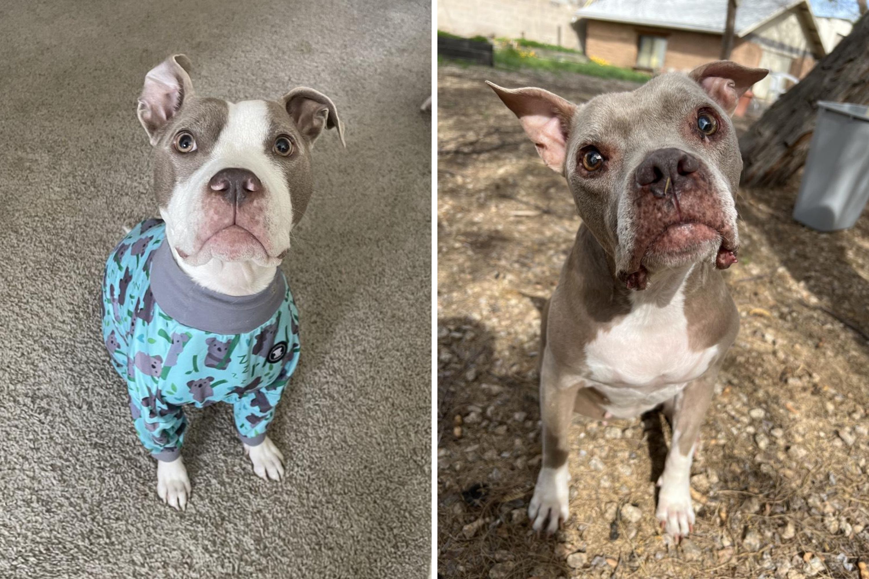 Couple Digs Into Their Rescue Dogs Past—Stunned by What DNA Tests Reveal