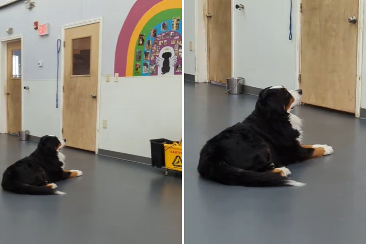 Dog admiring rainbow wall