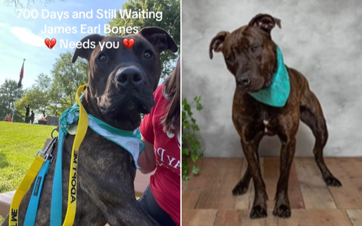 Shelter Dog Starting To Lose Hope After 700 Days Without Being Adopted