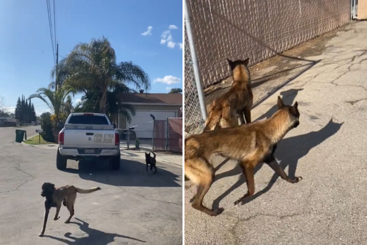 Staff Film Truck Dumping 2 Dogs Outside California Shelter—Broke My Heart