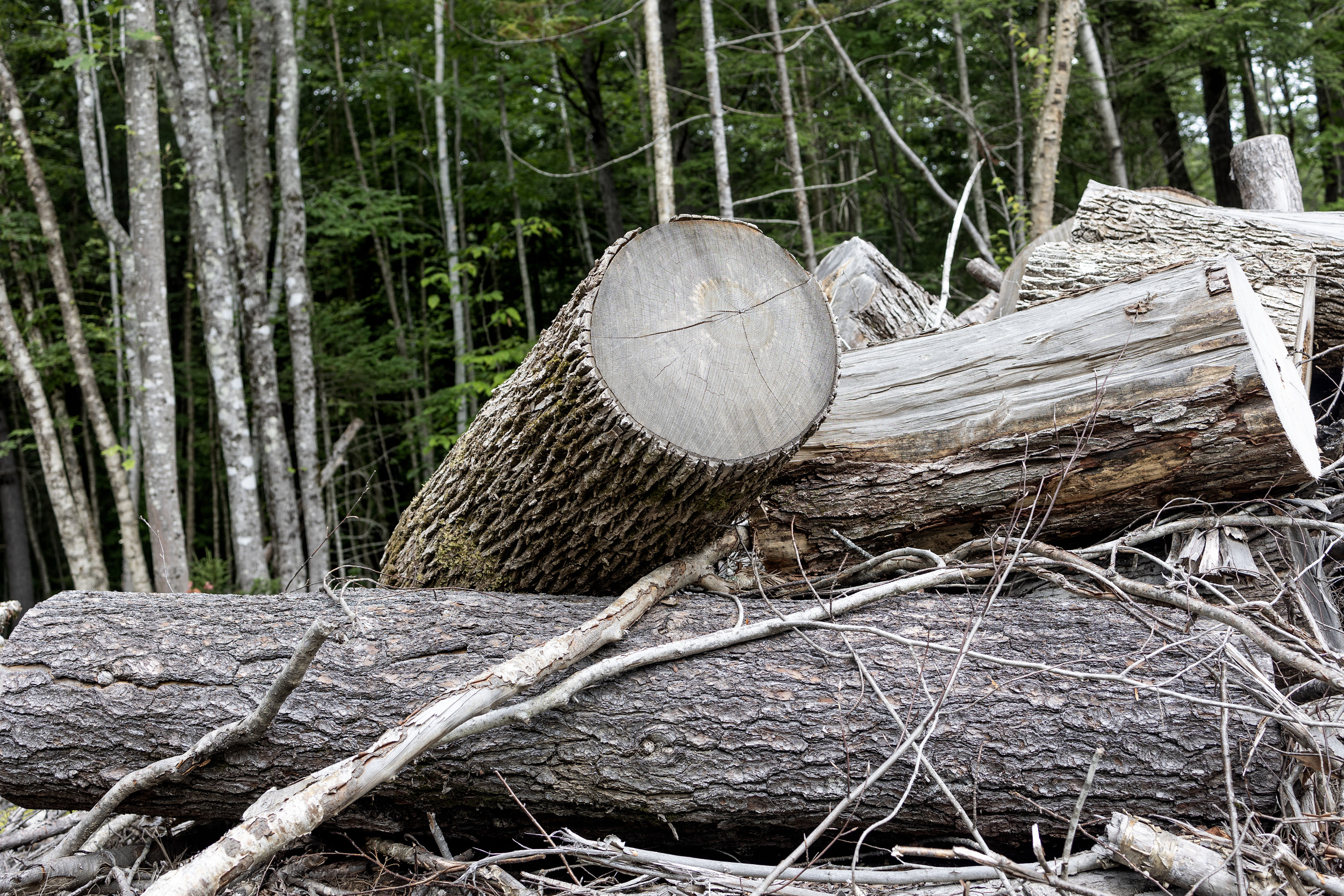 Donald Trumps Executive Order to Cut Down Millions of Trees: What to Know