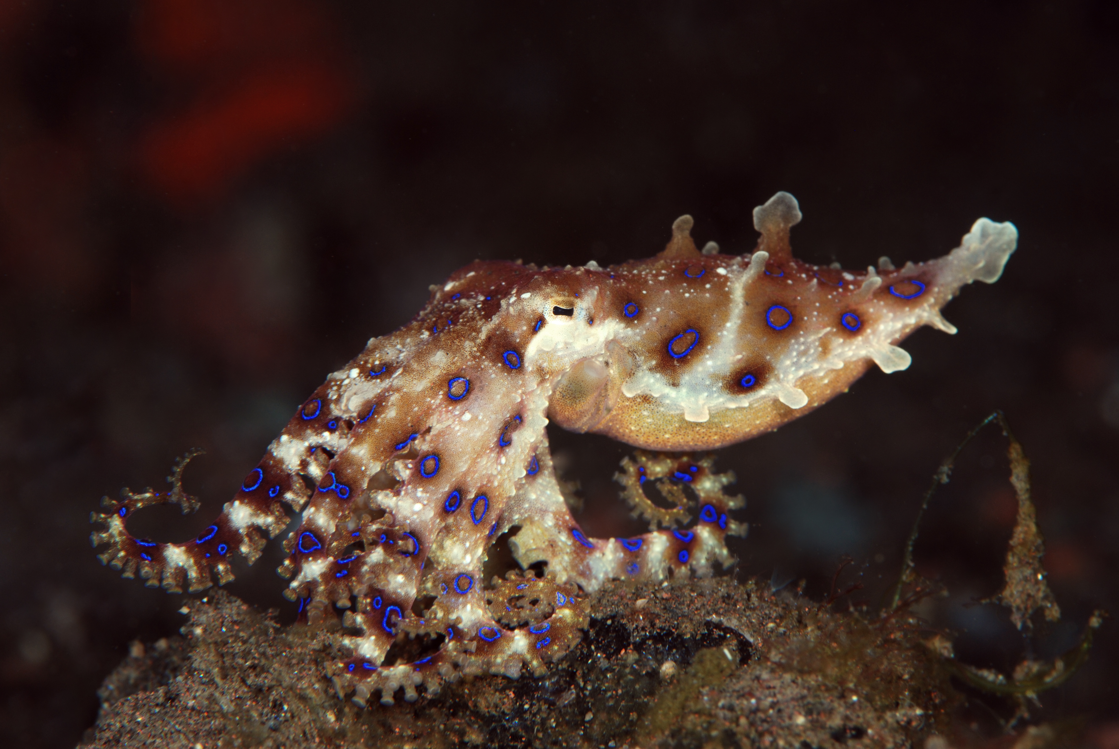 Octopuses Use Venom for Safe Sex, Biologists Reveal