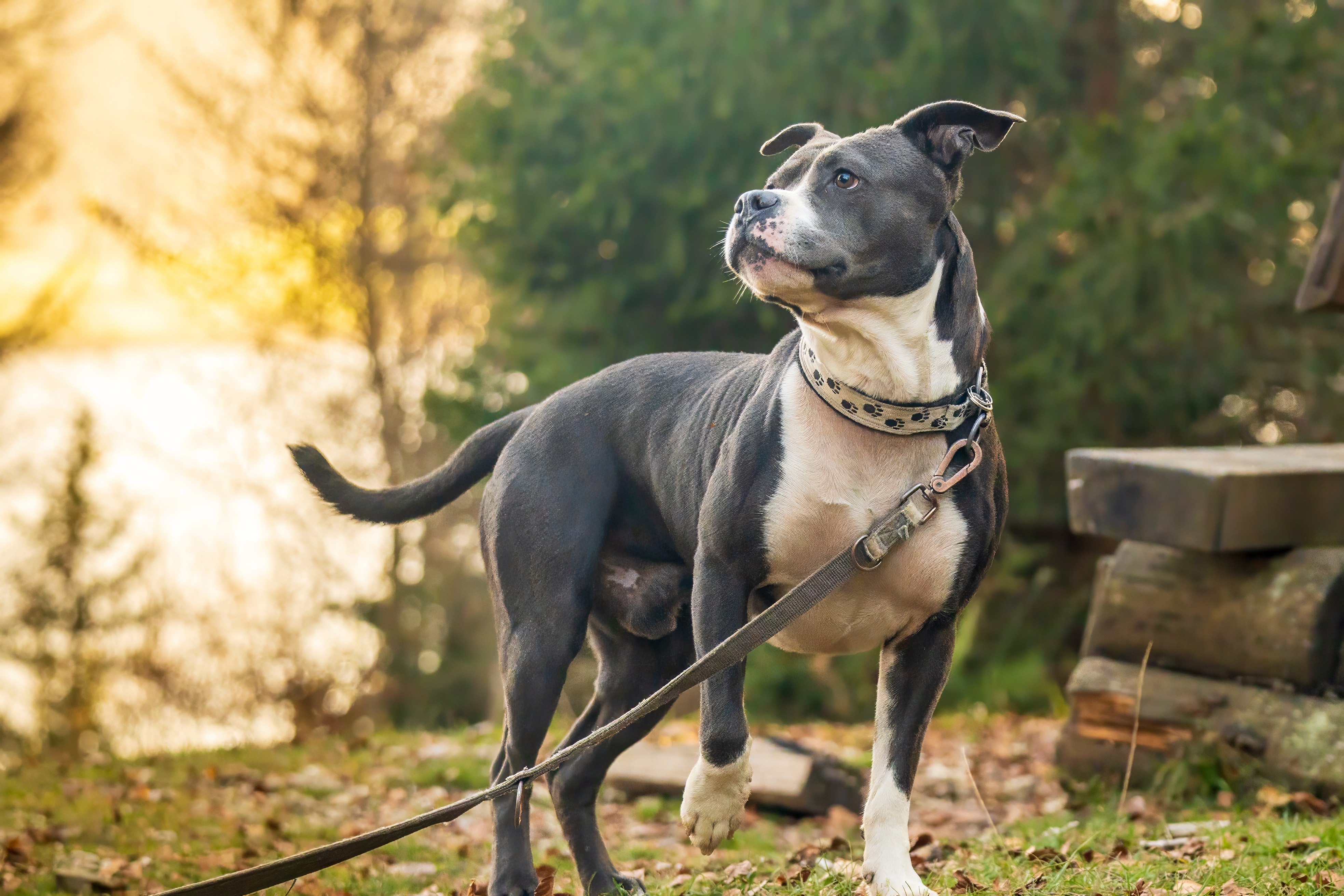 Owner Visits Dog Friendly Zoo, Internet Obsessed With Response