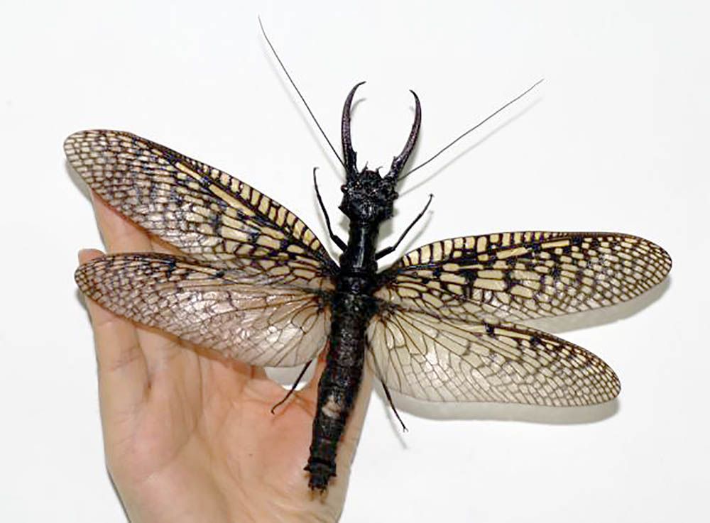 7_22_DobsonFly_02