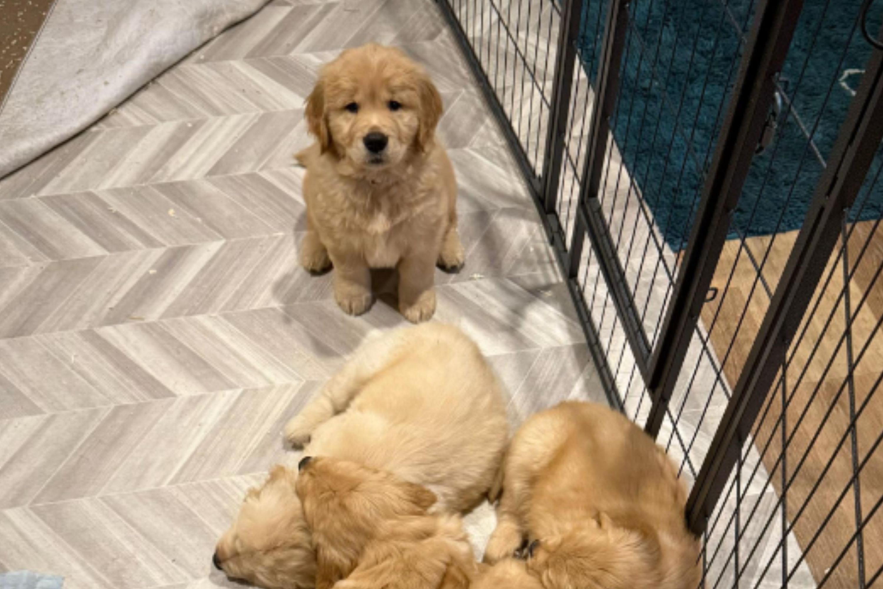 Exact Moment Golden Retriever Puppy Chose New Family Goes Viral