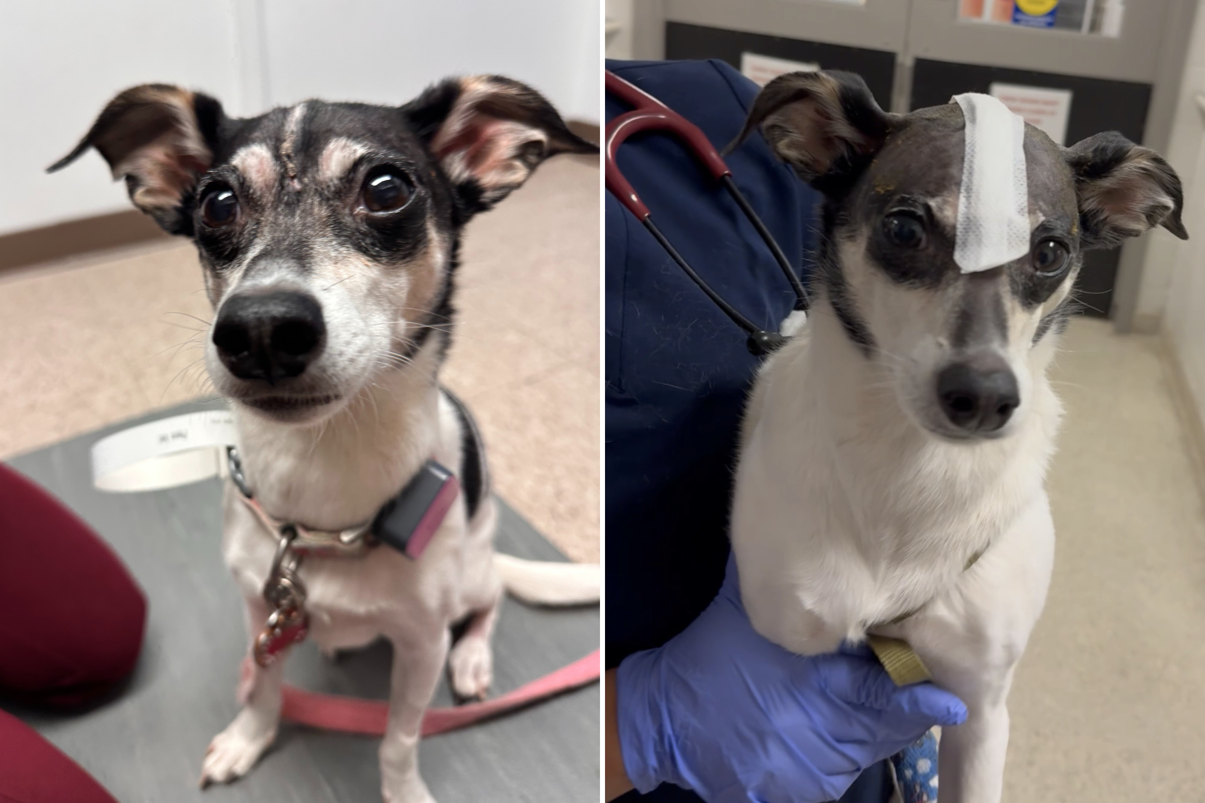 Rescue Dog Suffered From Seizures—Until Vets Tried Groundbreaking Surgery