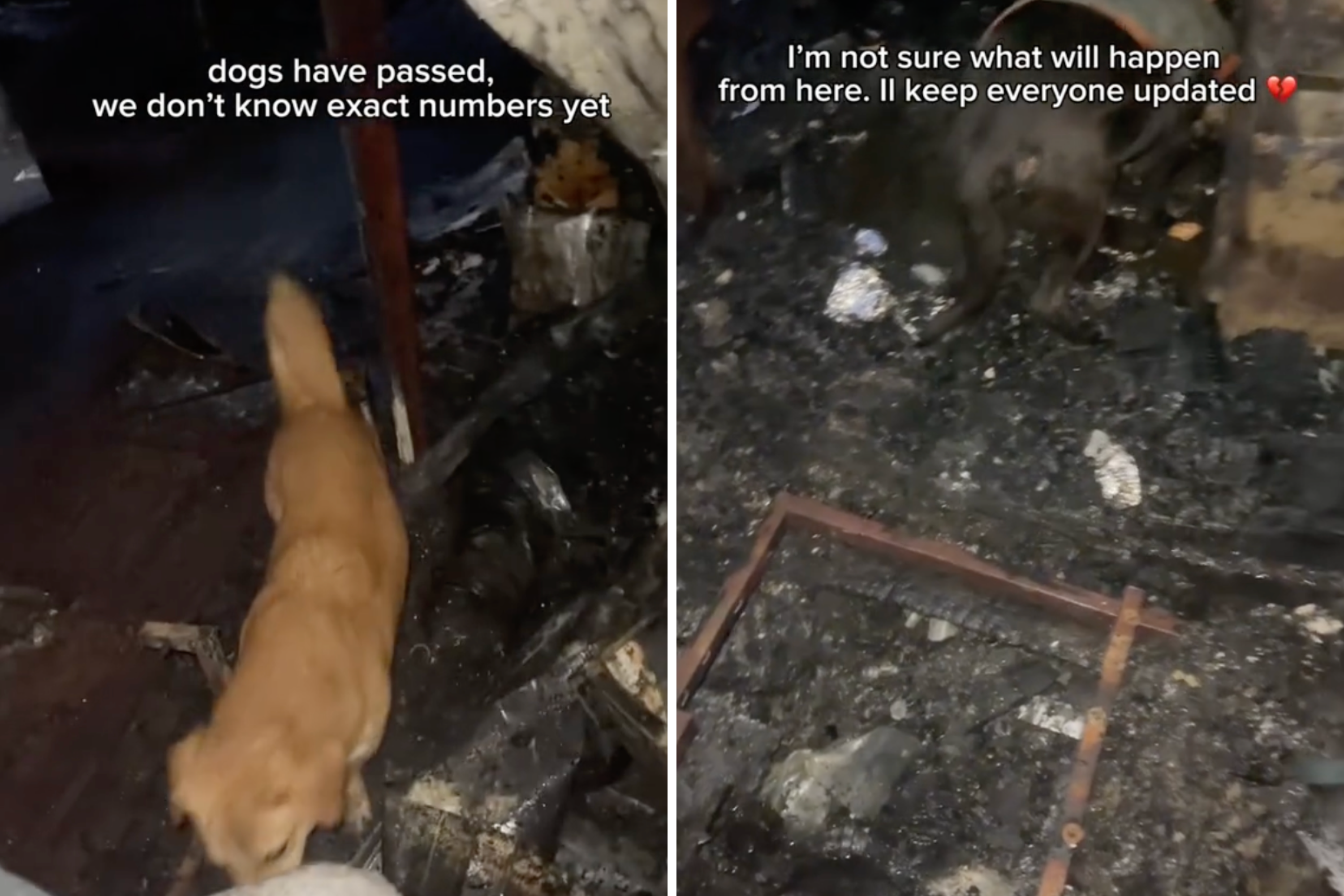 Heartbreak After Fire Ravages Through Shelter Claiming Four Dogs