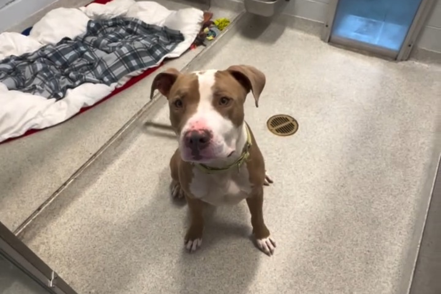 Shelter Euthanizes Dog After Volunteer Has Face Savagely Mauled