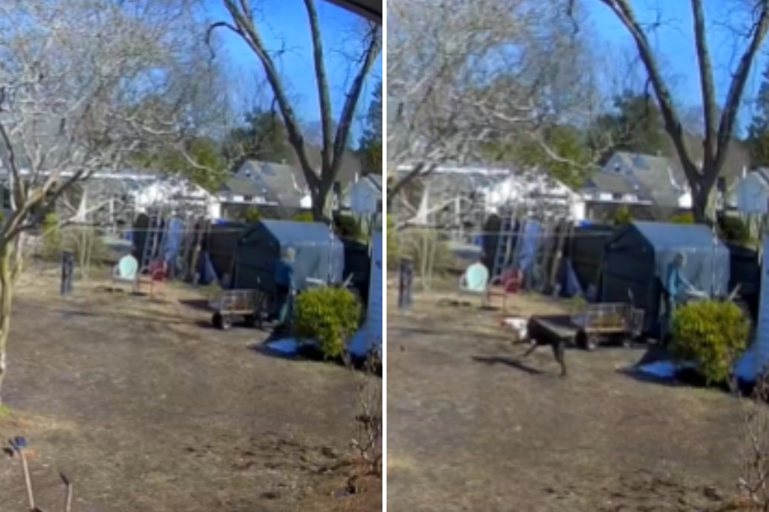 Security Cam Shows Woman Cleaning—Dog Takes Spotlight, Wins Pet of the ...