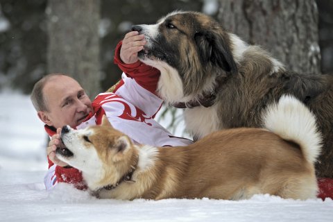 Putin dogs in snow