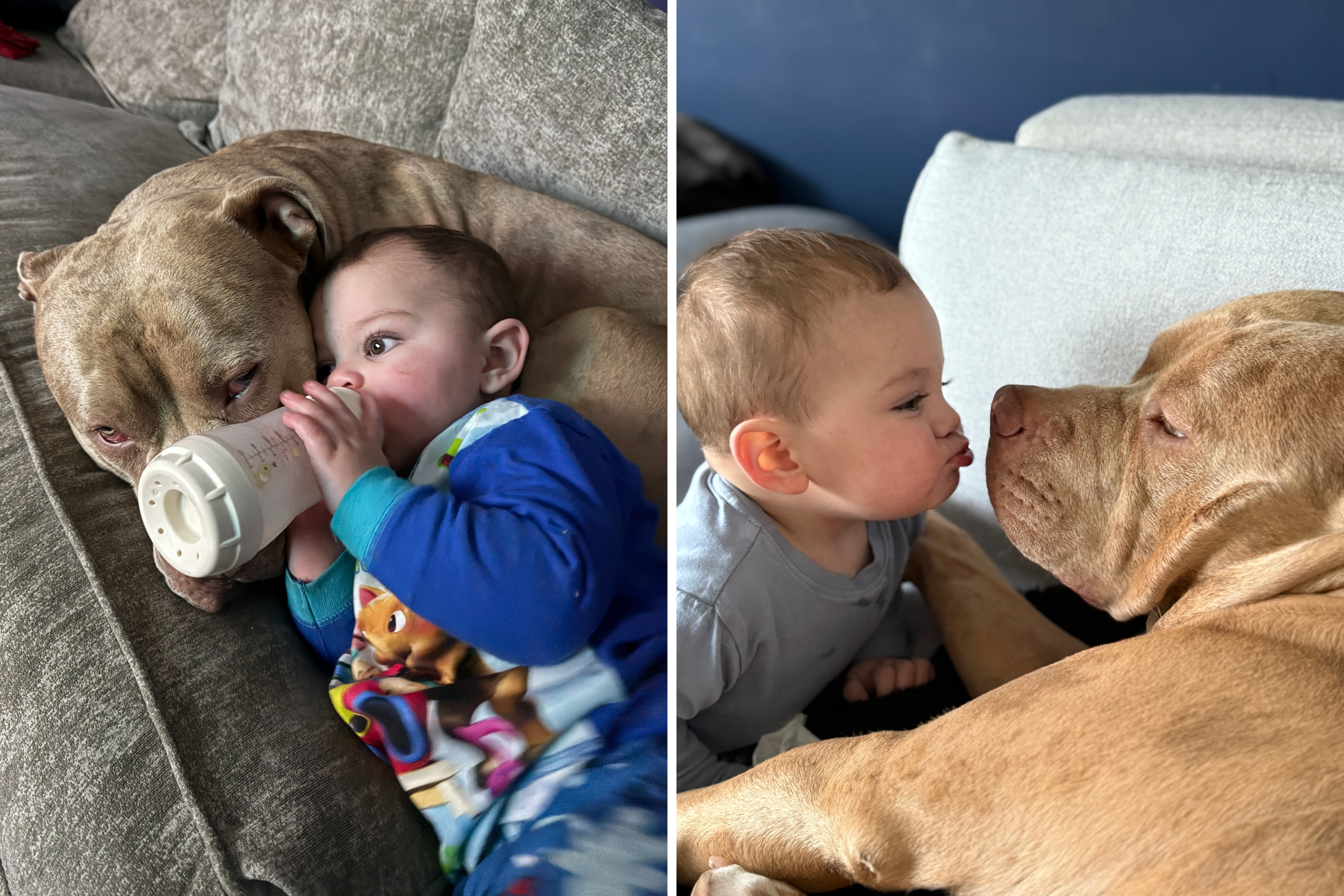 Mom Defends Allowing Dangerous XL Bully to Play With Toddler