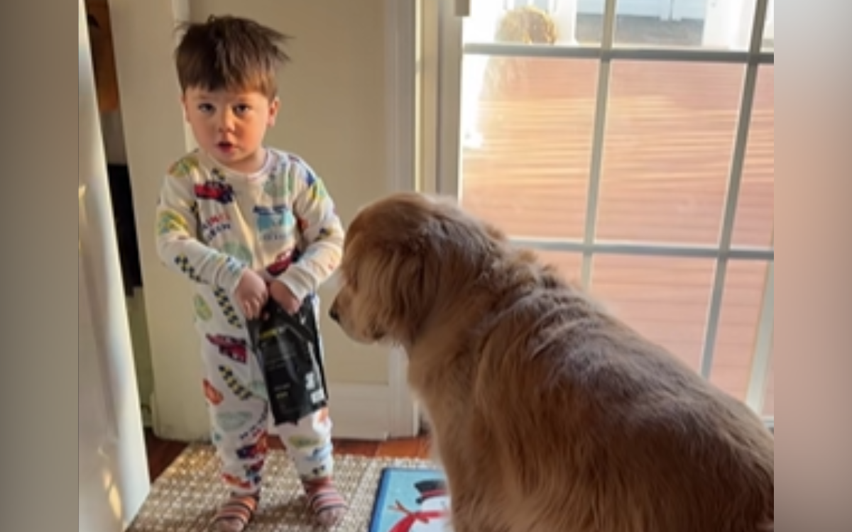 Toddler Shows Golden Retriever Where Mom Hides Dog Treats: Best Friends