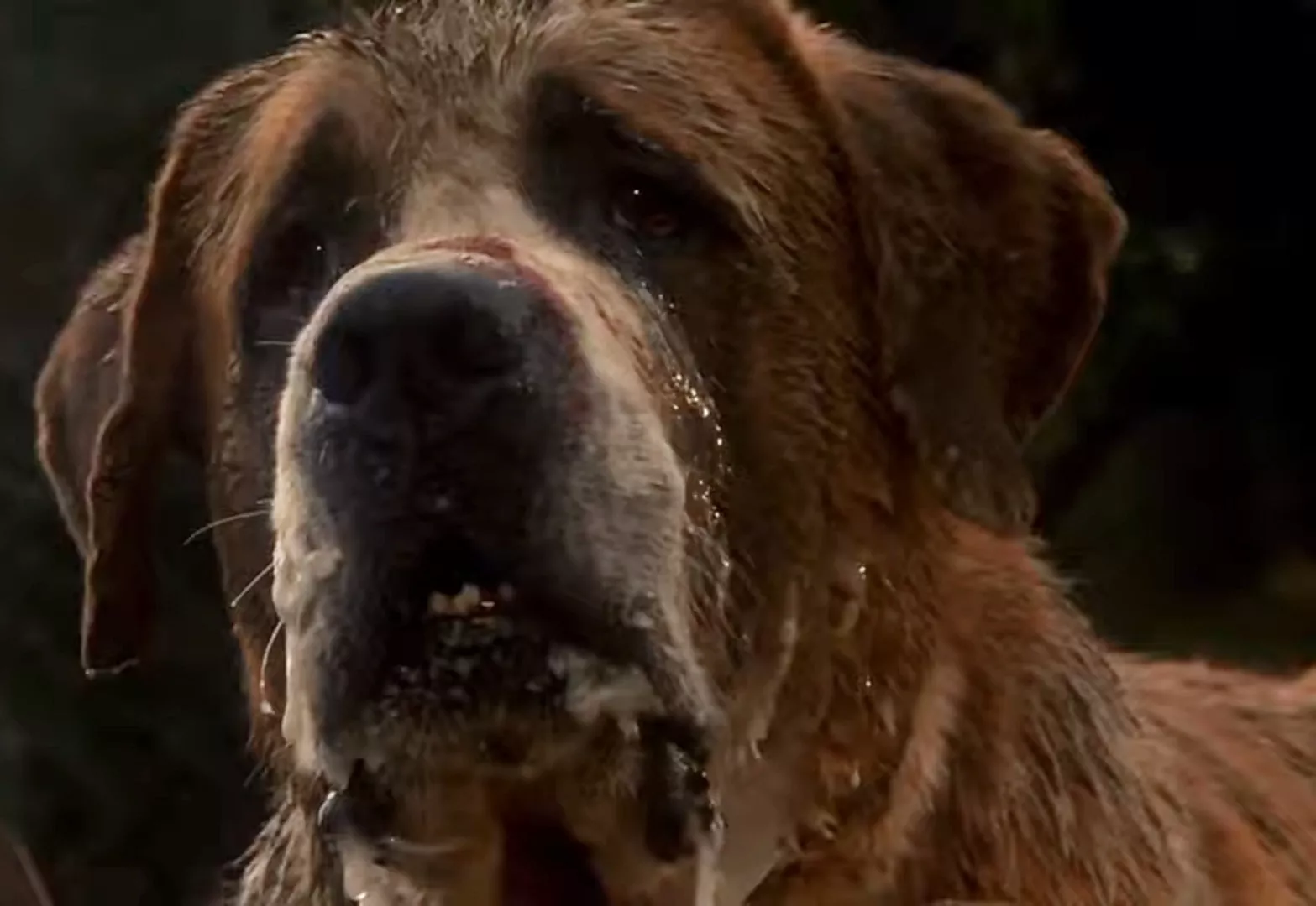 Phiên bản làm lại của 'Cujo' của Stephen King sắp có trên Netflix - Newsweek