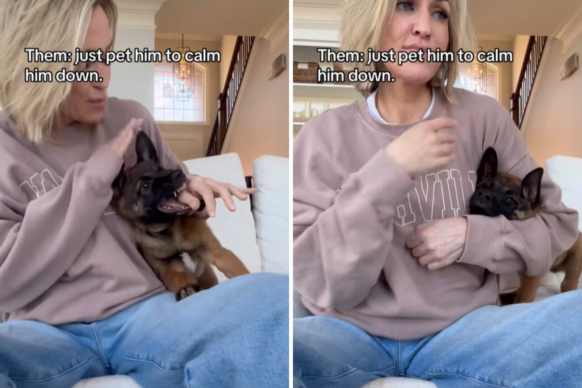 Woman Told to Pet Malinois Puppy to ‘Calm Him Down’ – Doesn’t Go to Plan