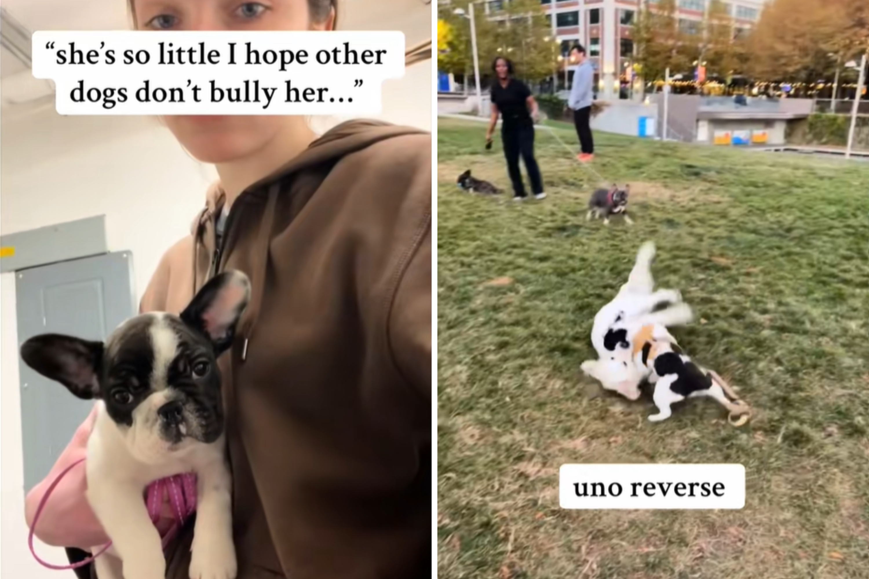 Owner Thinks Small Dog Will Be Bullied—Reality Proves Otherwise
